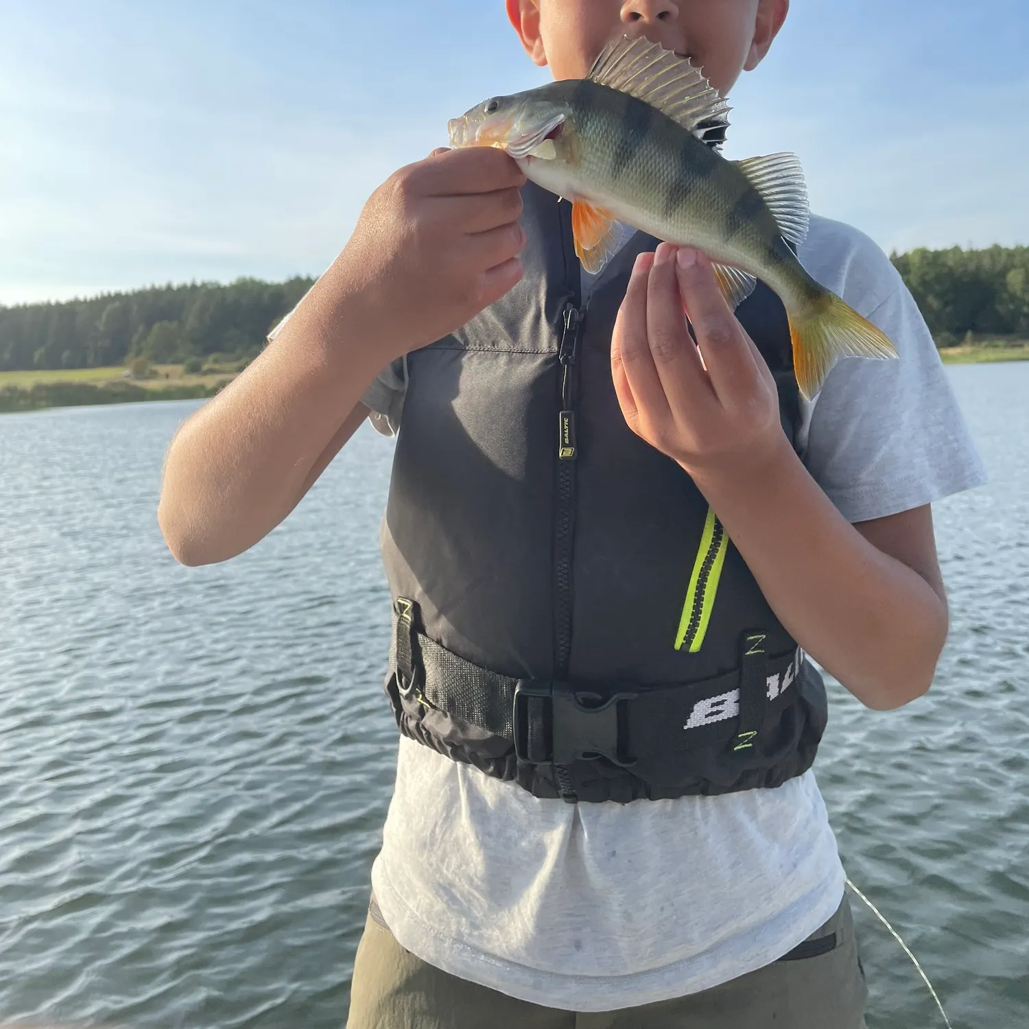 European perch caught on Fishbrain