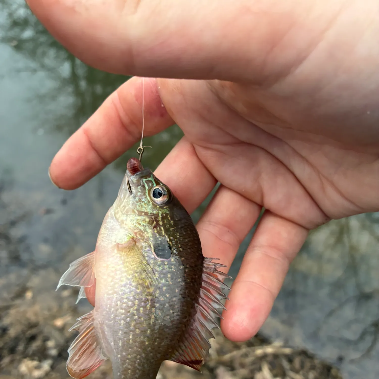 Swampland longear sunfish caught on Fishbrain