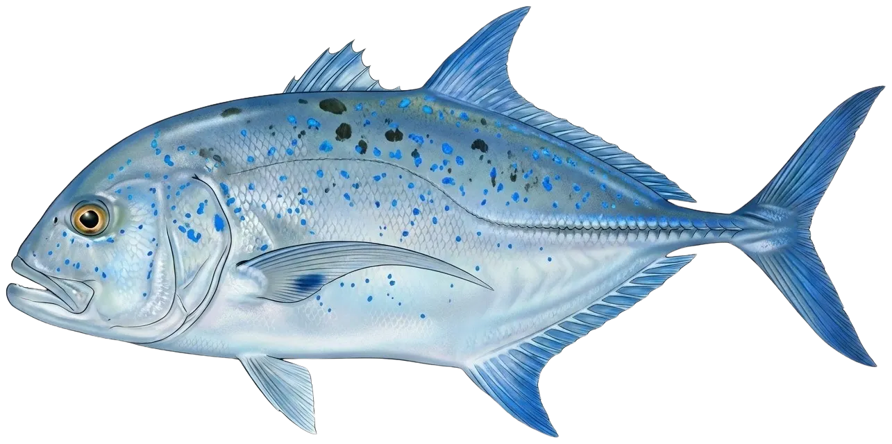 Bluefin trevally