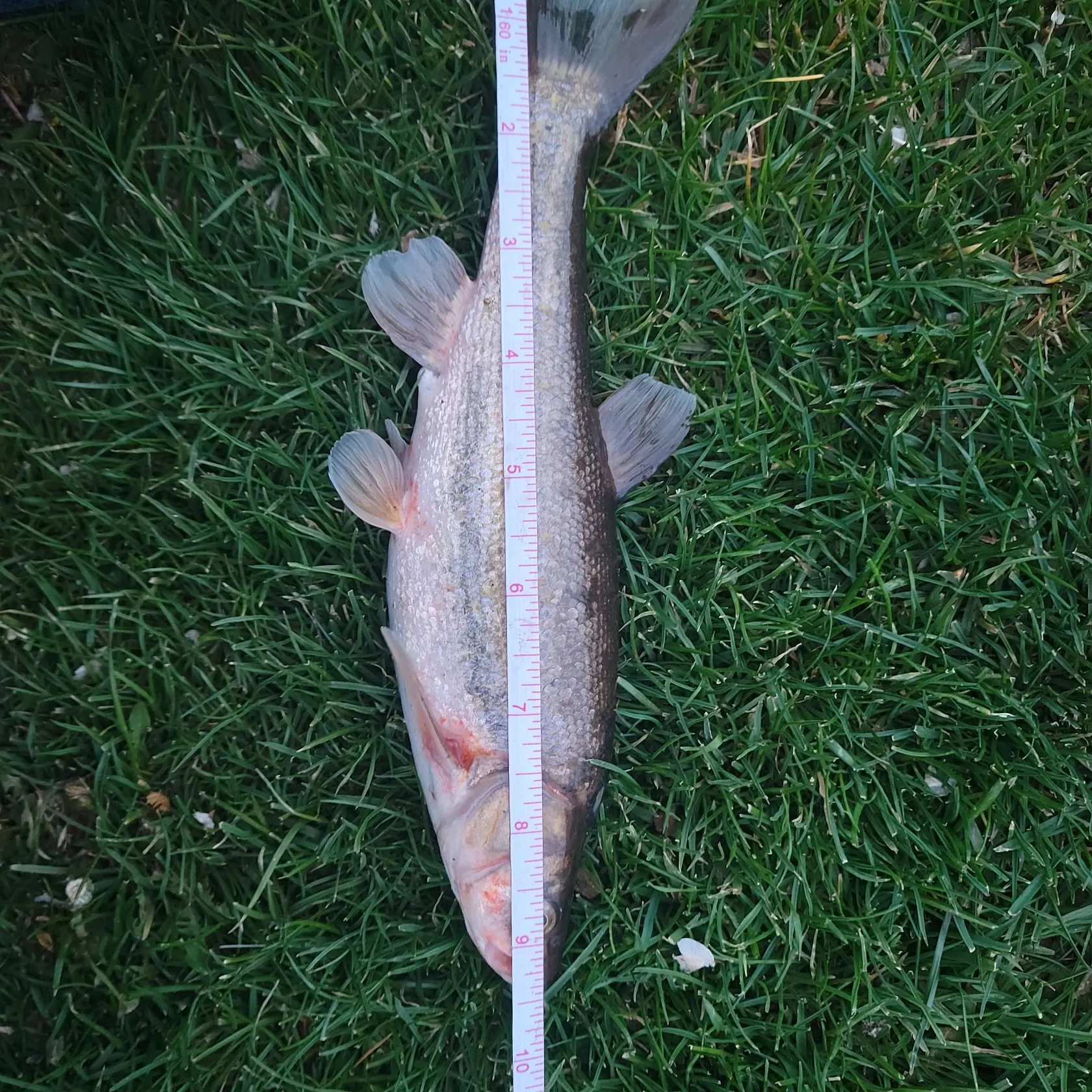The most recent Rio Grande chub catches on Fishbrain