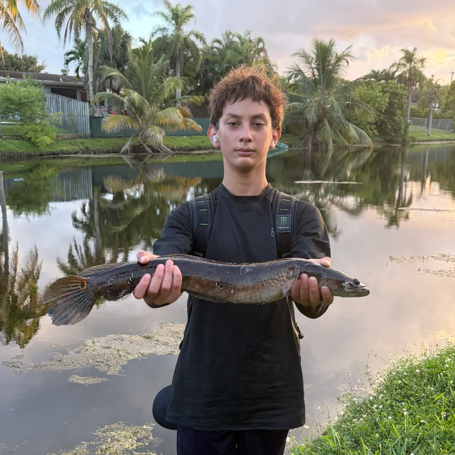 Bullseye snakehead caught on Fishbrain