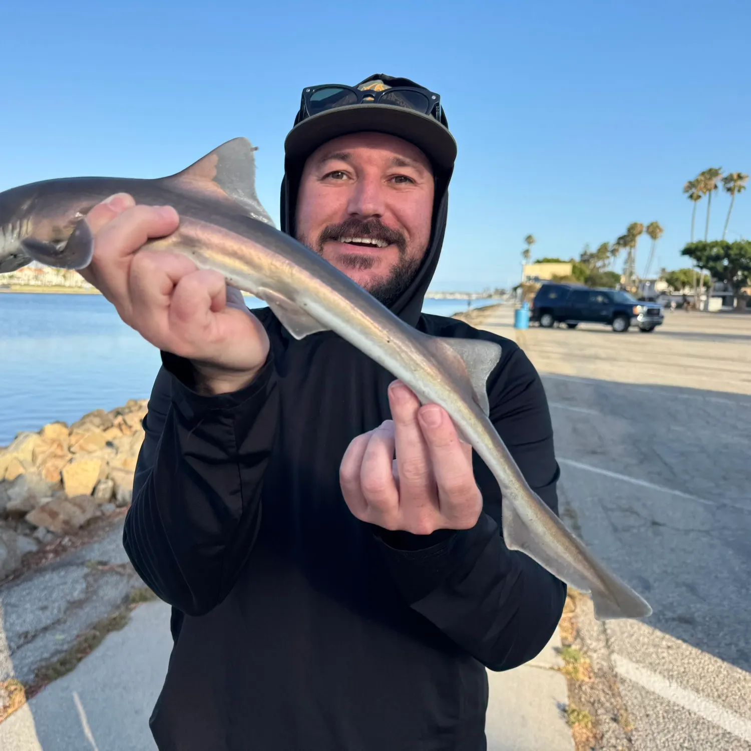 The most recent Grey smooth-hound catches on Fishbrain