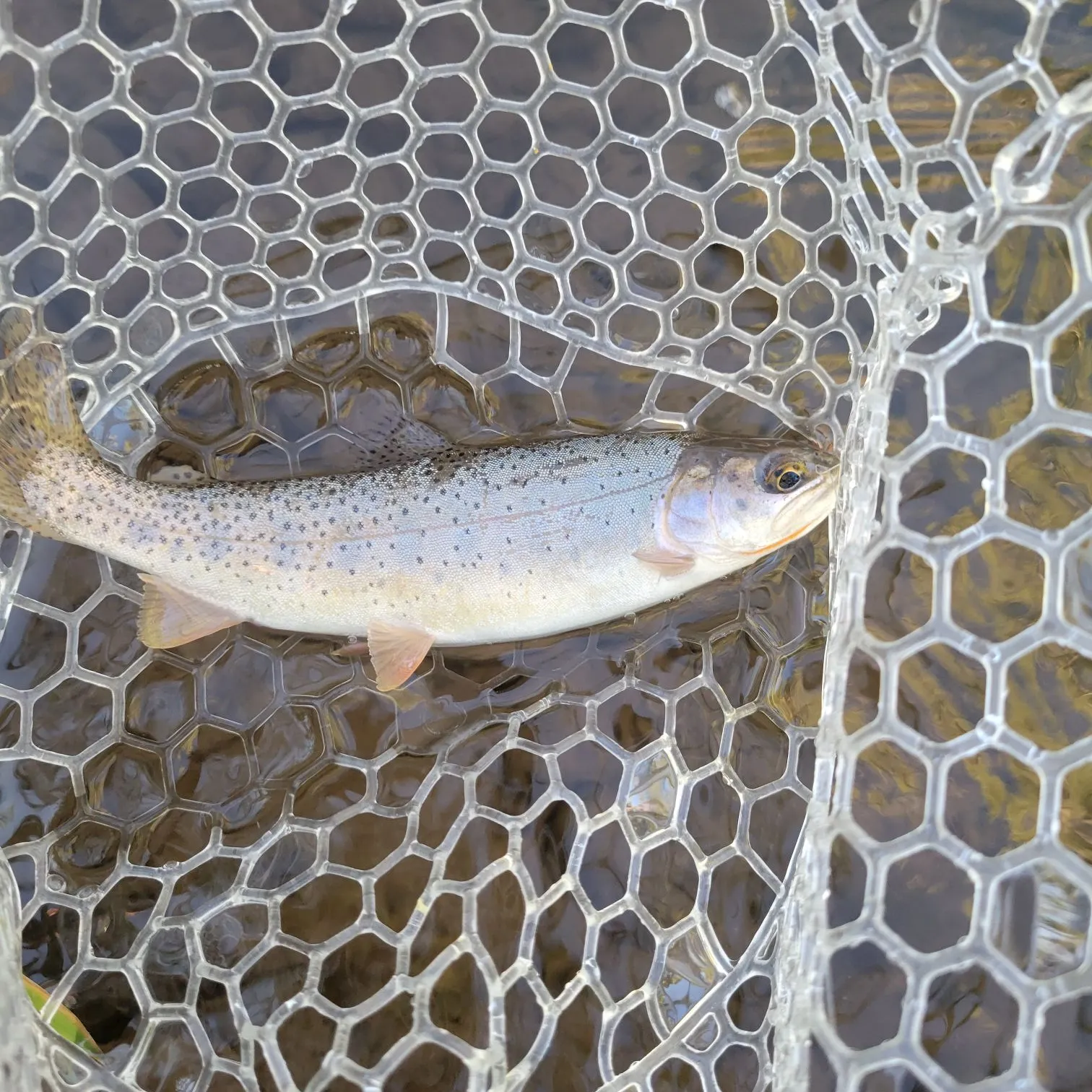 The most recent Snake River fine-spotted cutthroat trout catches on Fishbrain