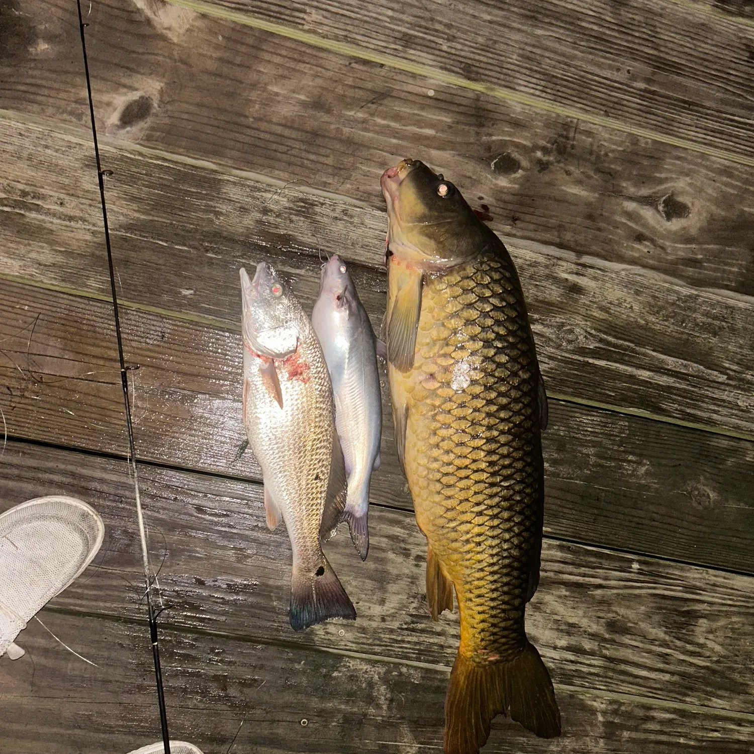 recently logged catches