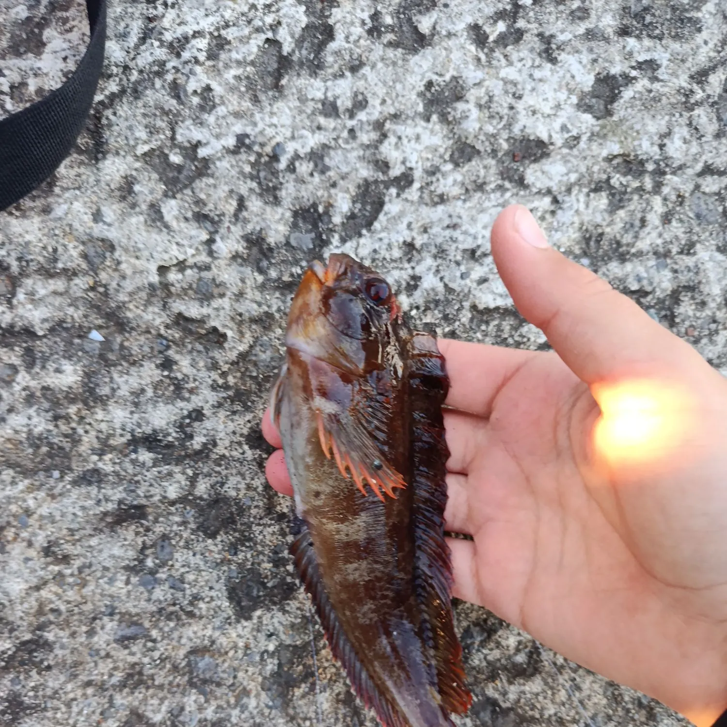 The most recent Tompot blenny catches on Fishbrain