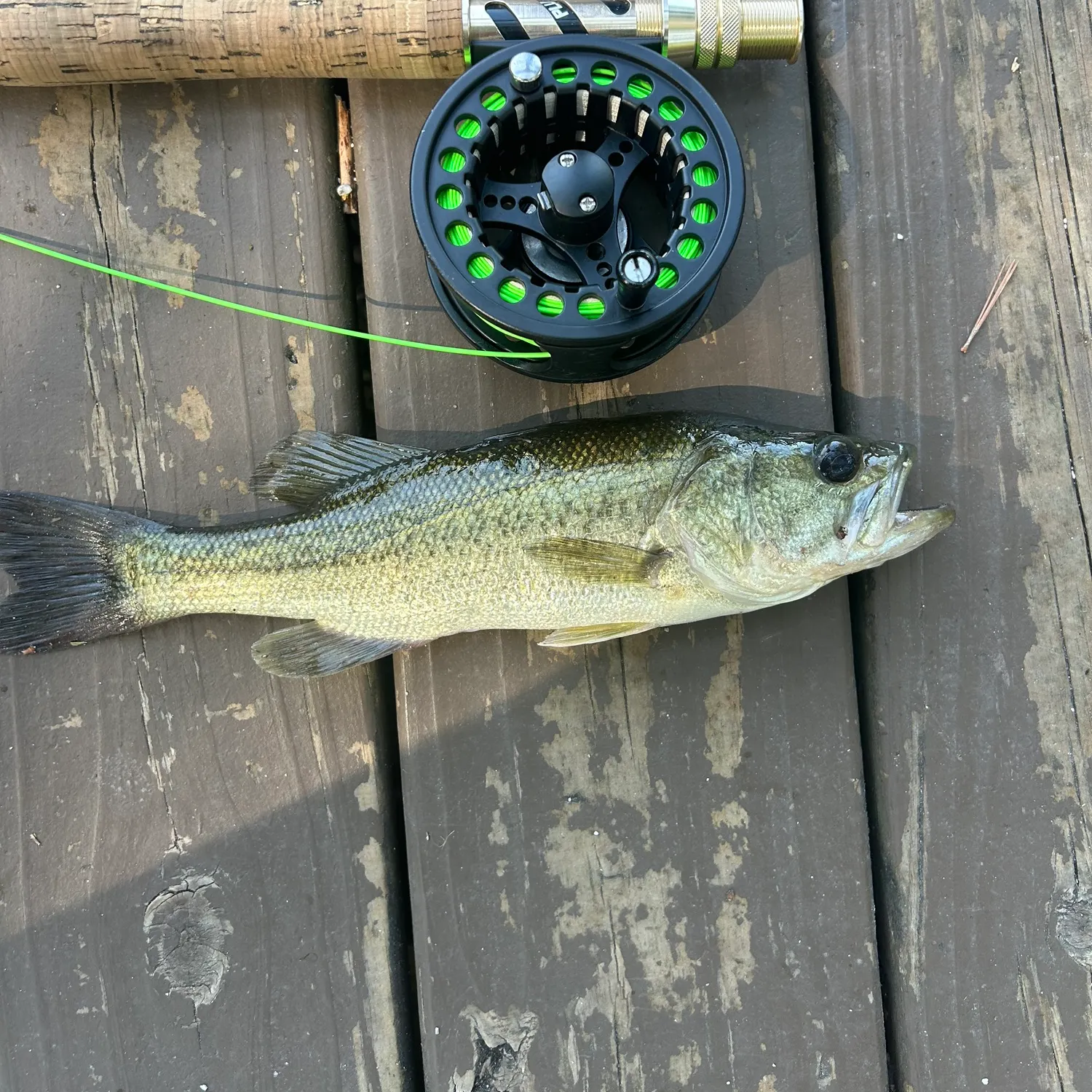 Largemouth bass caught on Fishbrain