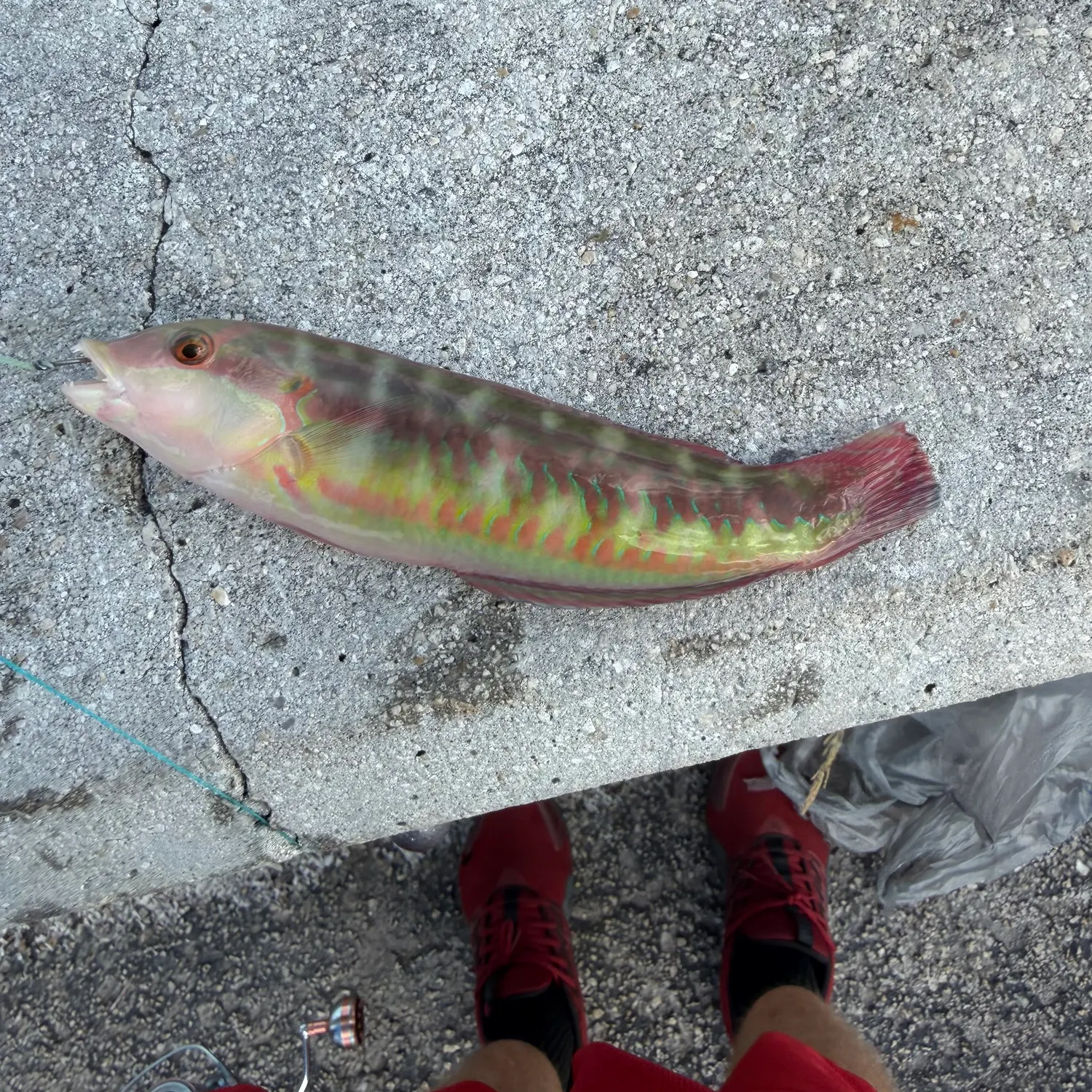 Slippery dick wrasse caught on Fishbrain