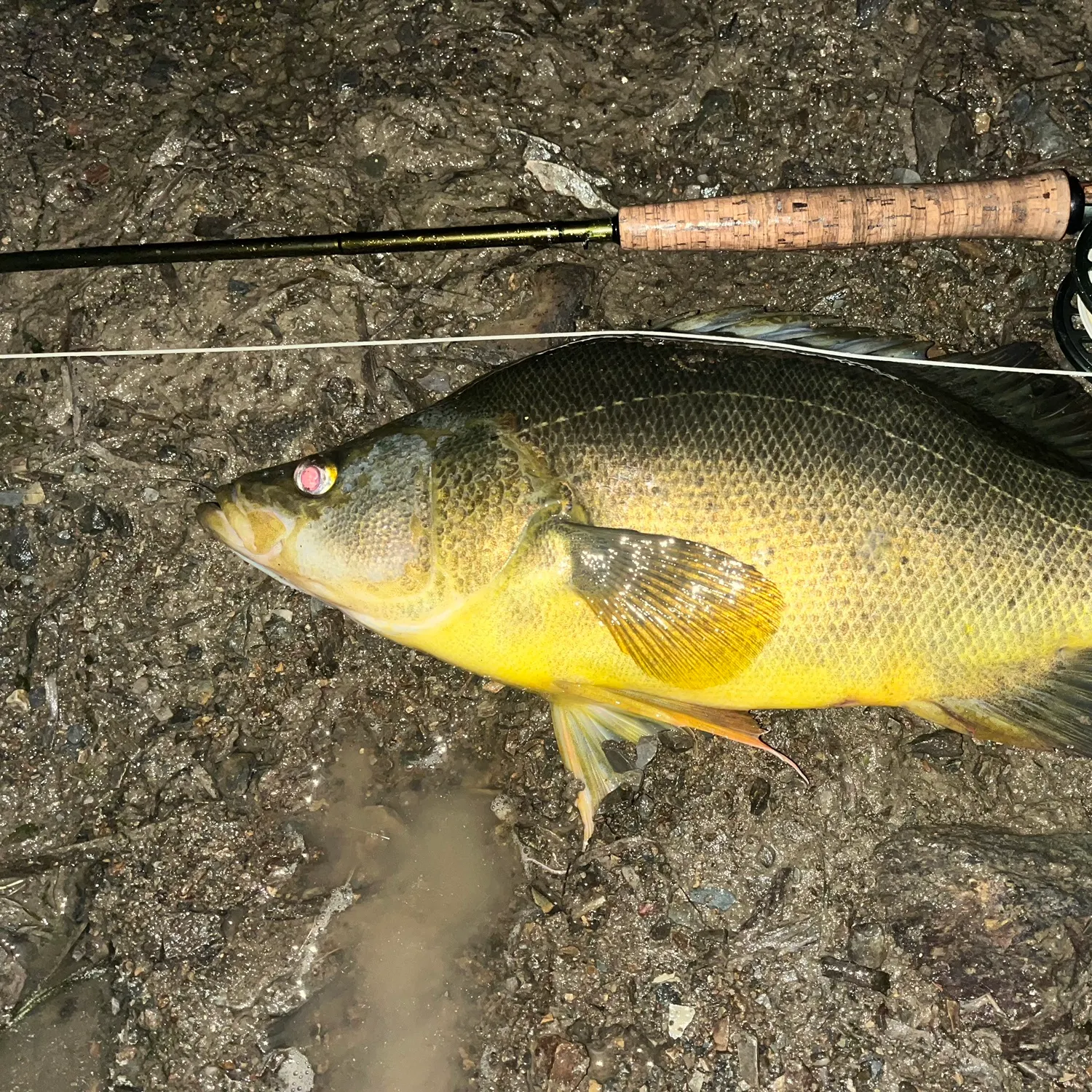 Golden perch caught on Fishbrain