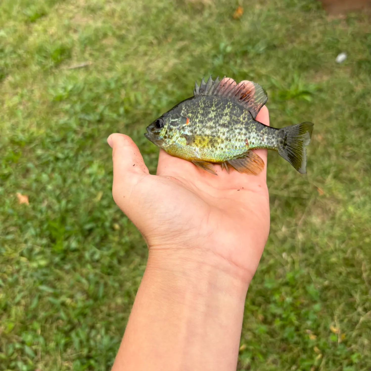 Bluegill caught on Fishbrain