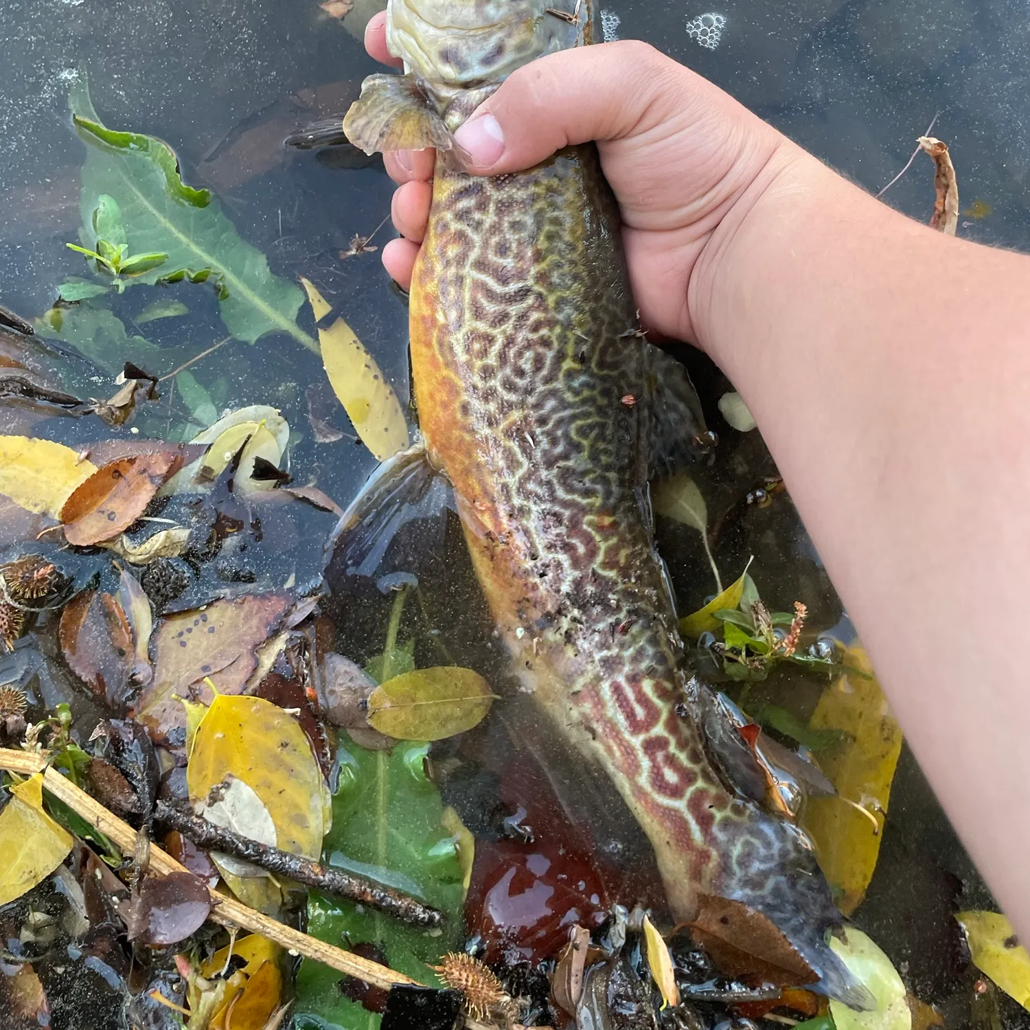 Tiger trout caught on Fishbrain