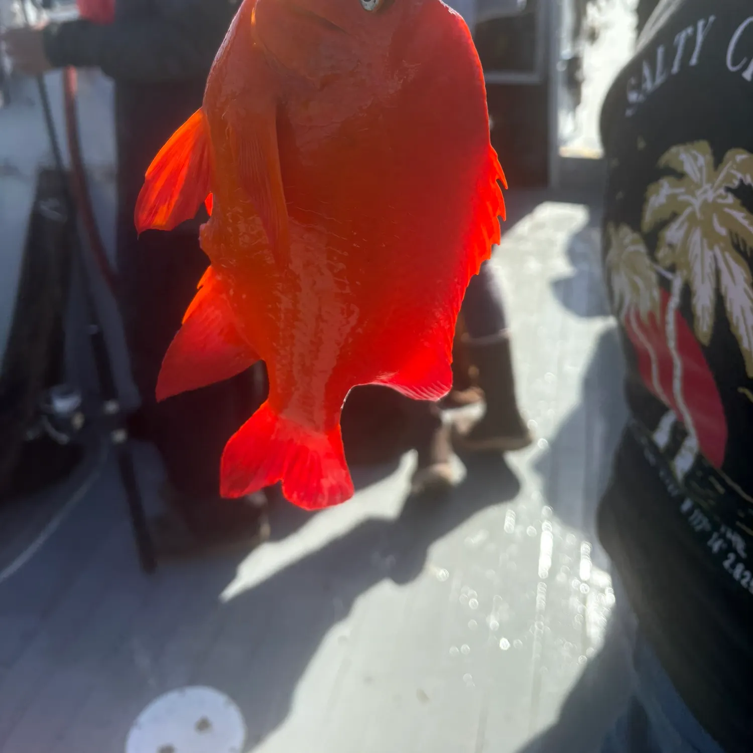 The most recent Garibaldi damselfish catches on Fishbrain