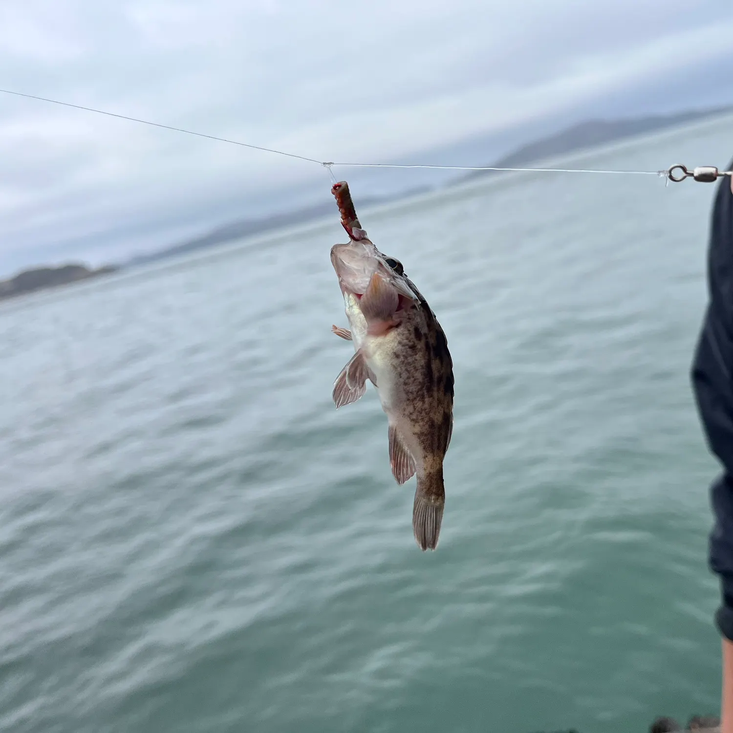 Brown rockfish caught on Fishbrain
