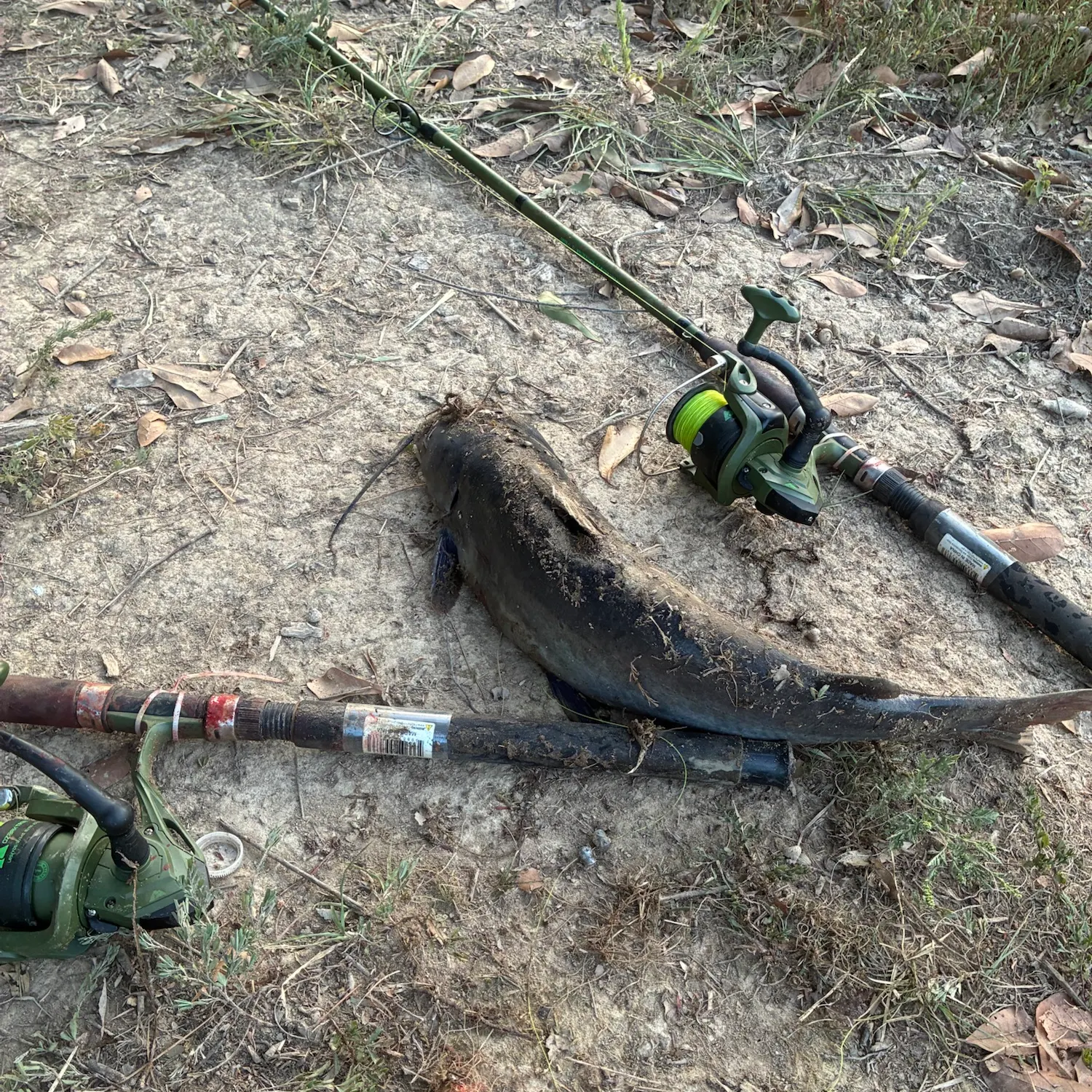 Fish caught on Fishbrain