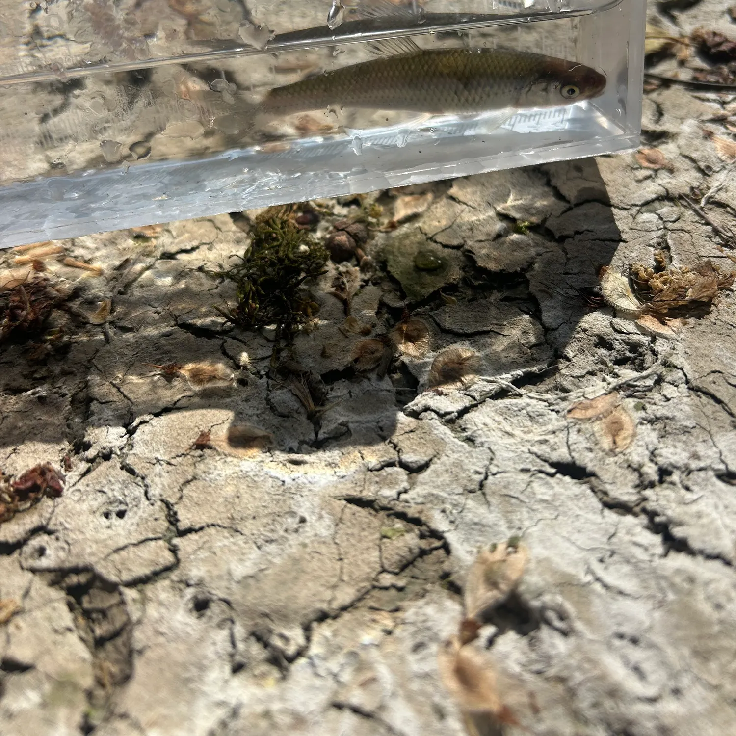 The most recent Whitetail shiner catches on Fishbrain