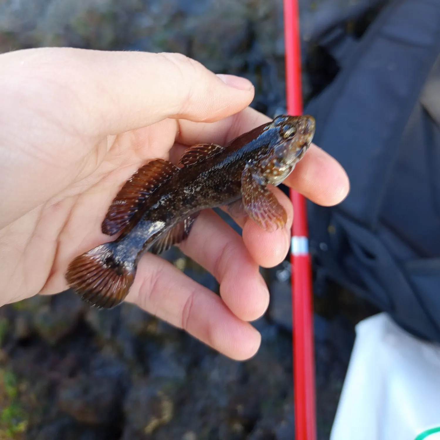 The most recent Prickly puffer catches on Fishbrain