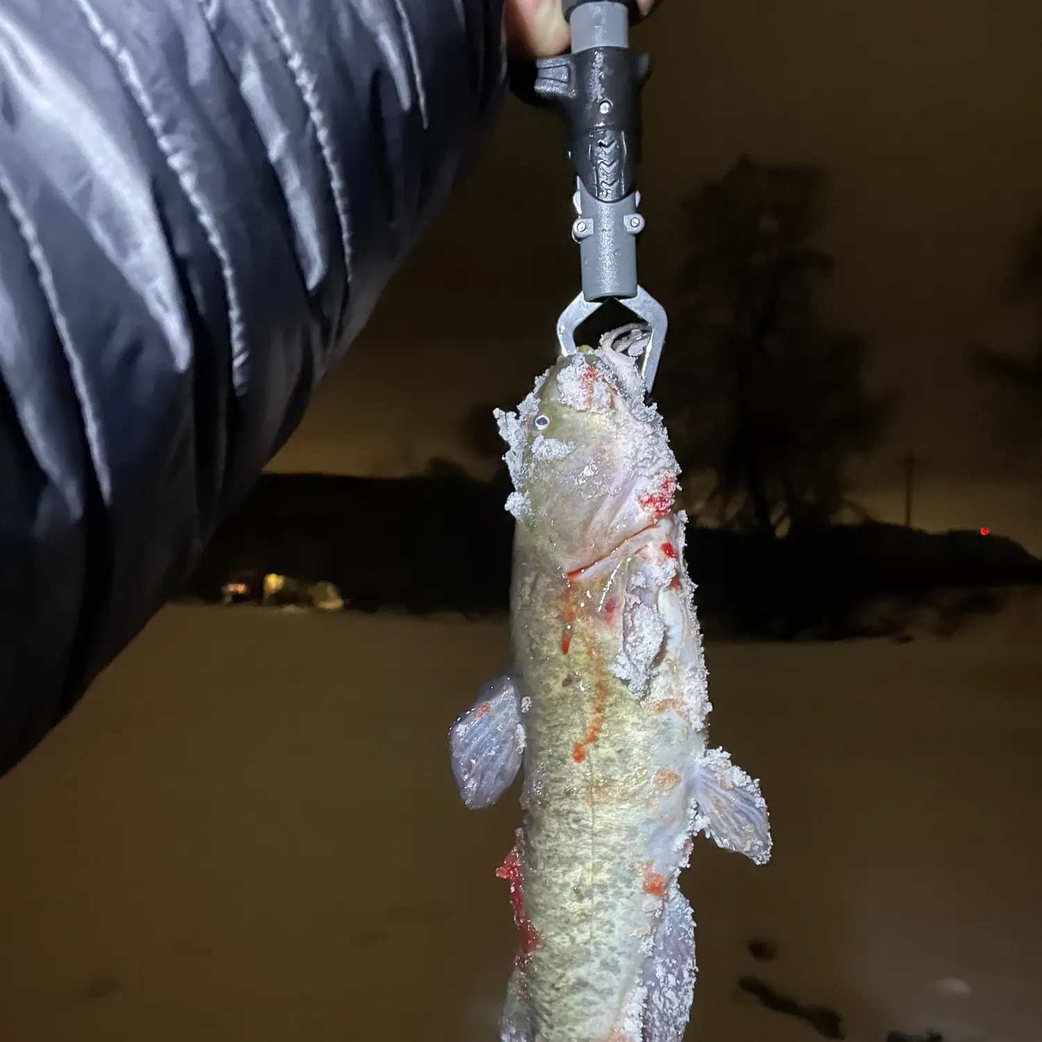 The most recent Brown bullhead catches on Fishbrain