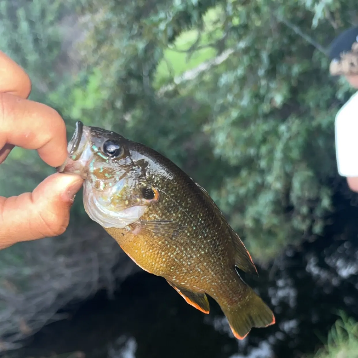 Green sunfish caught on Fishbrain