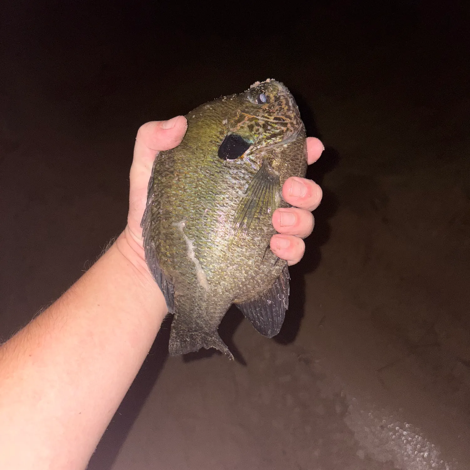 Bluegill caught on Fishbrain