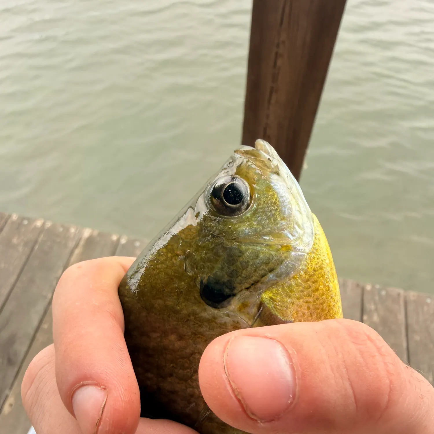 Fish caught on Fishbrain