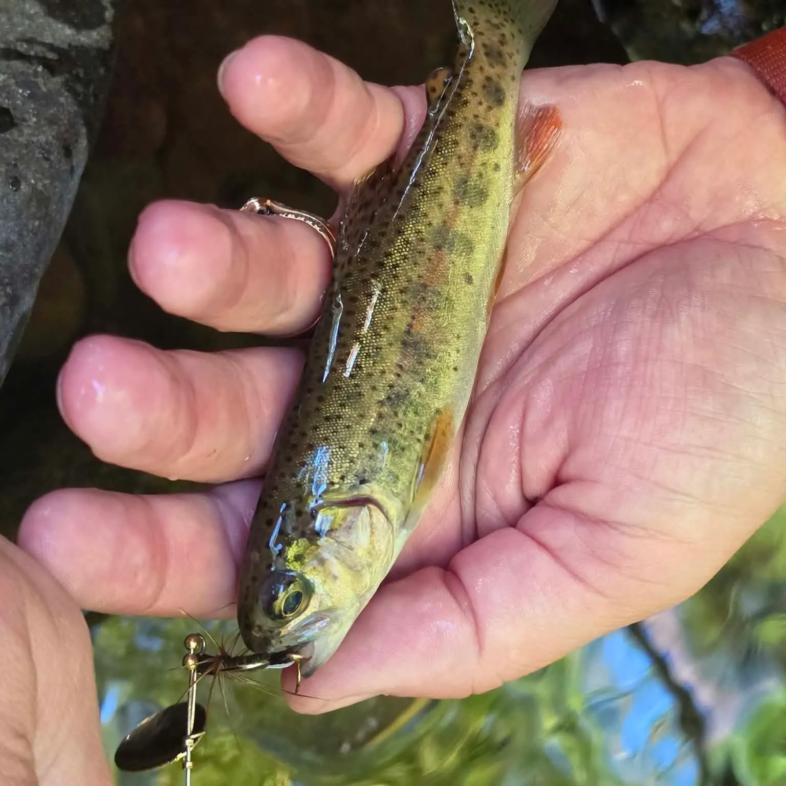 Rainbow trout caught on Fishbrain