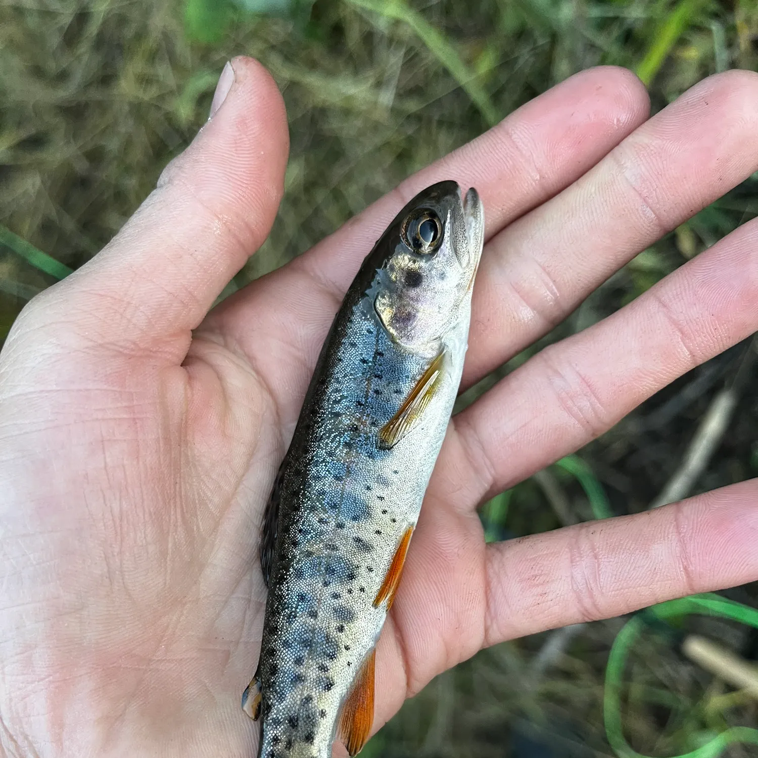 Cutthroat trout caught on Fishbrain