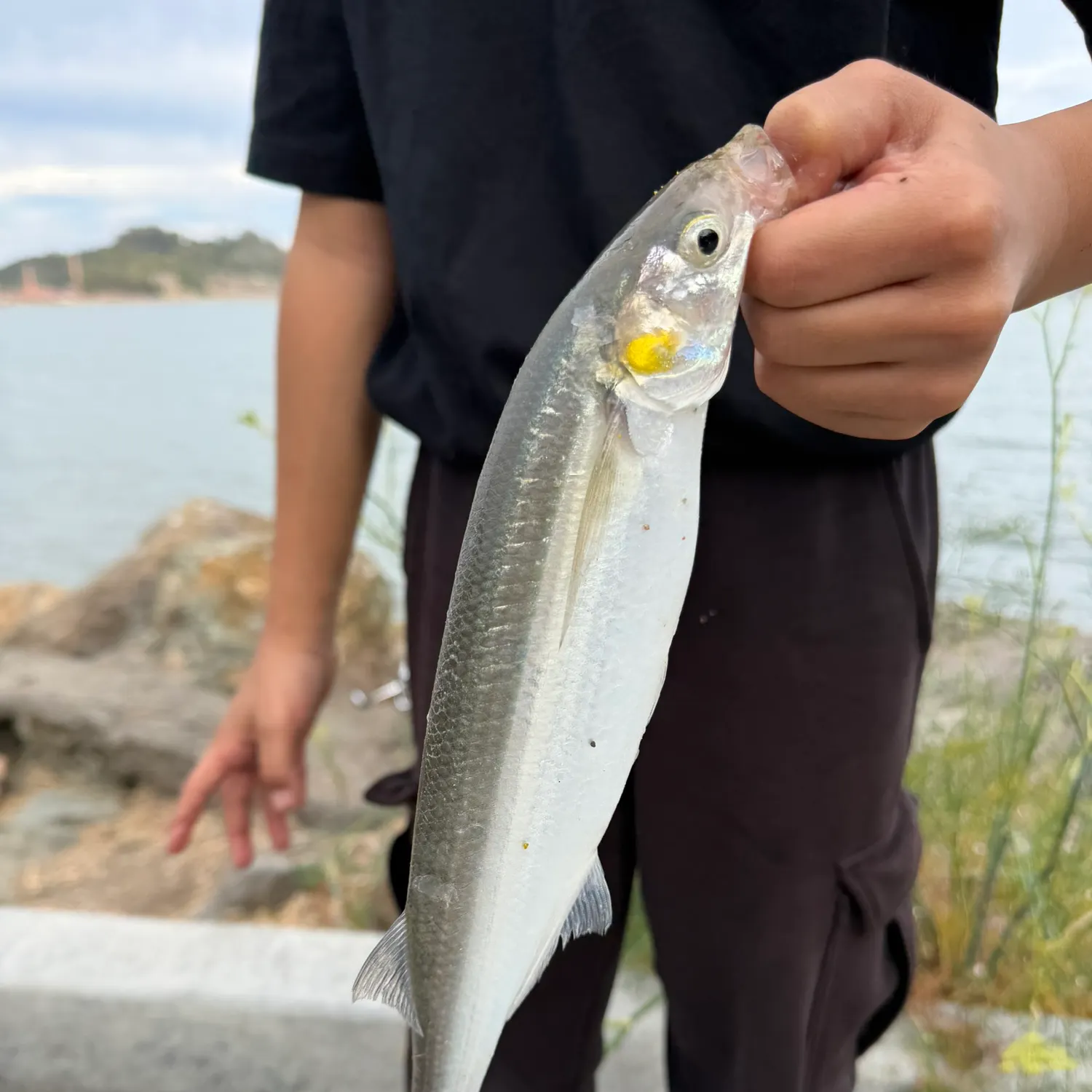 Jack silverside caught on Fishbrain