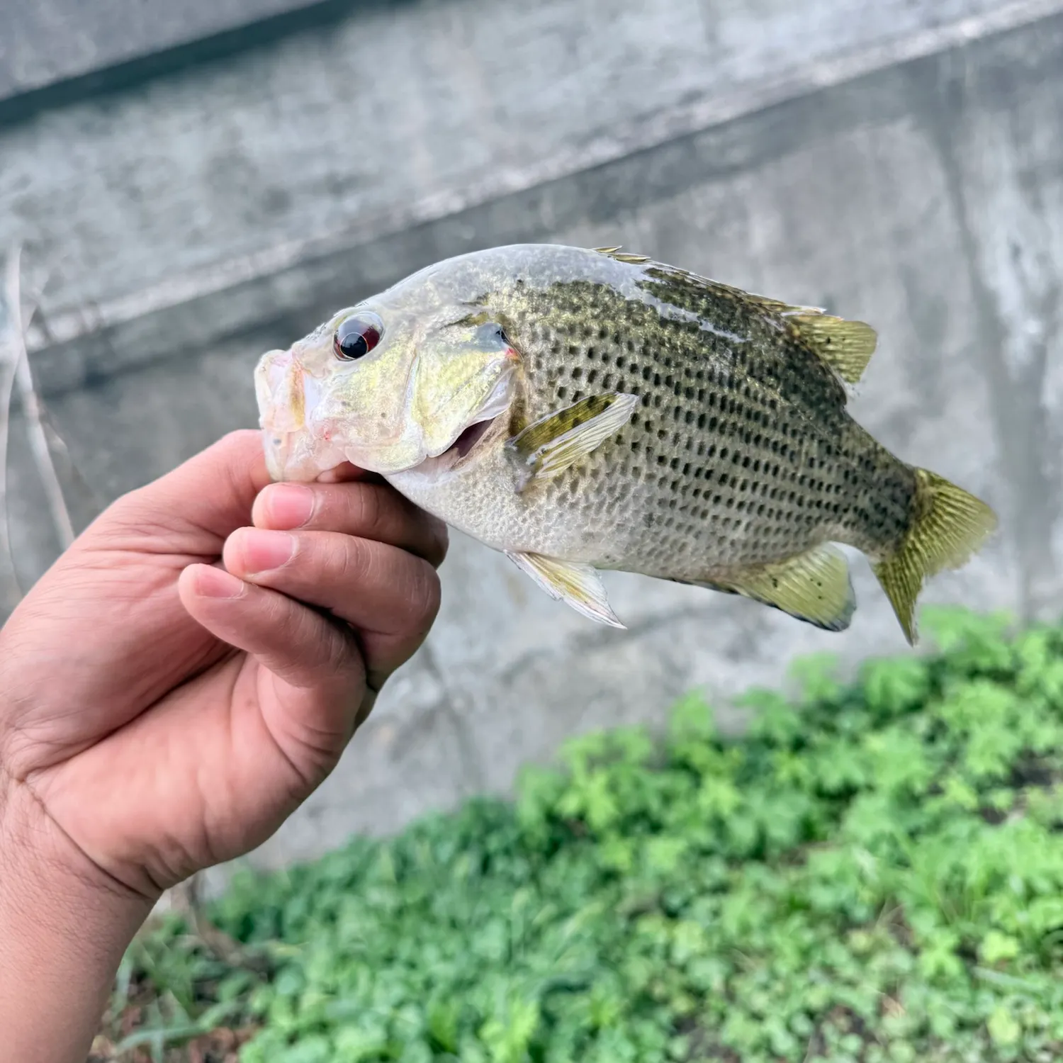 Rock bass caught on Fishbrain