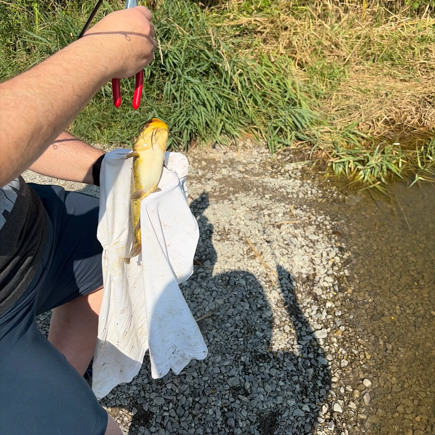 Fish caught on Fishbrain