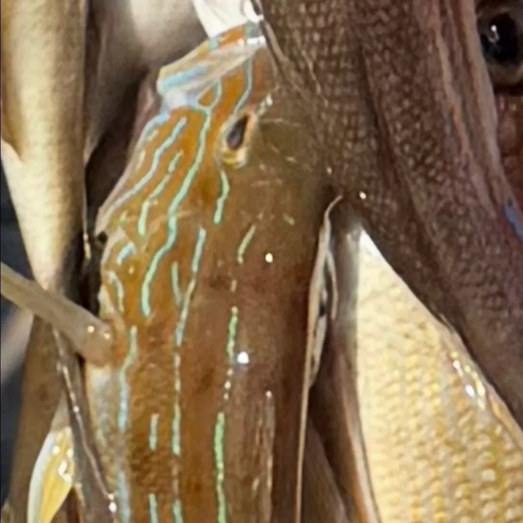 Sand perch caught on Fishbrain