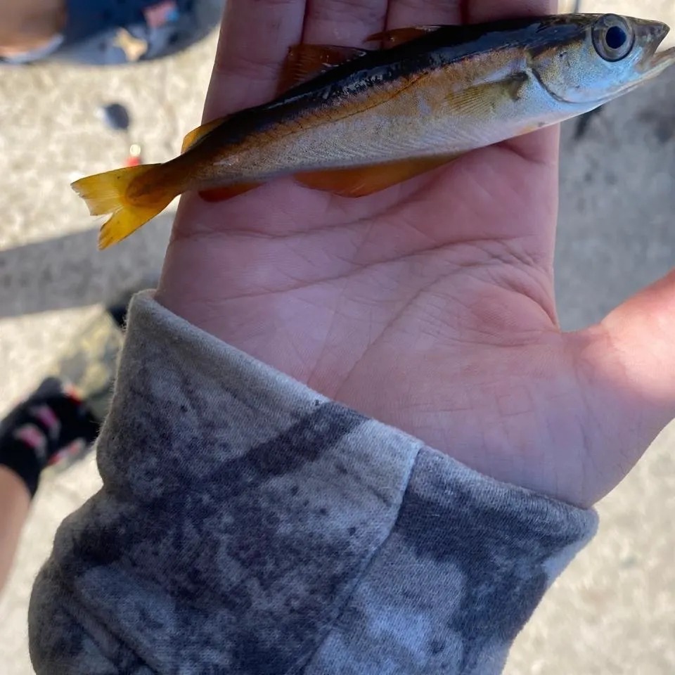 Pollack caught on Fishbrain