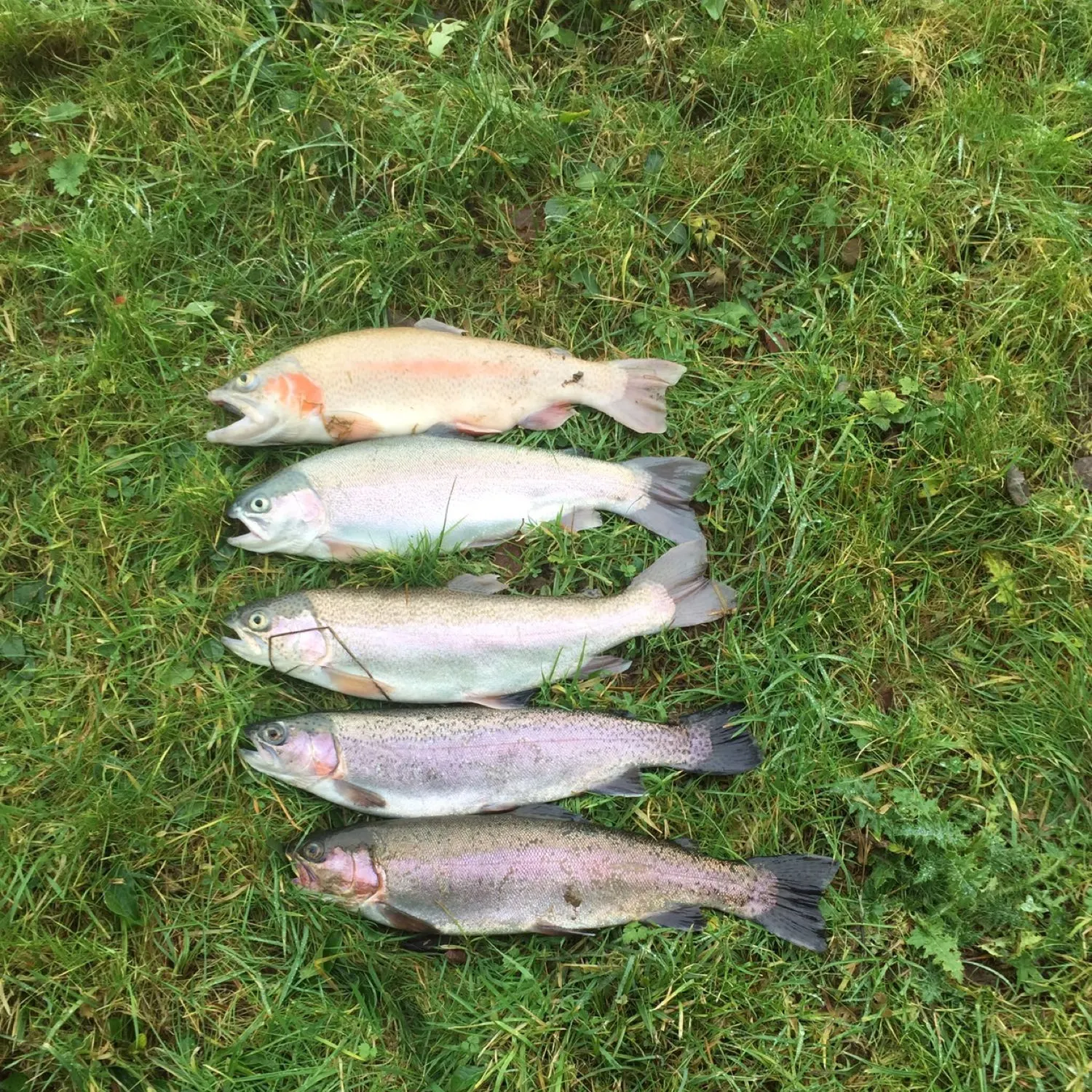 recently logged catches