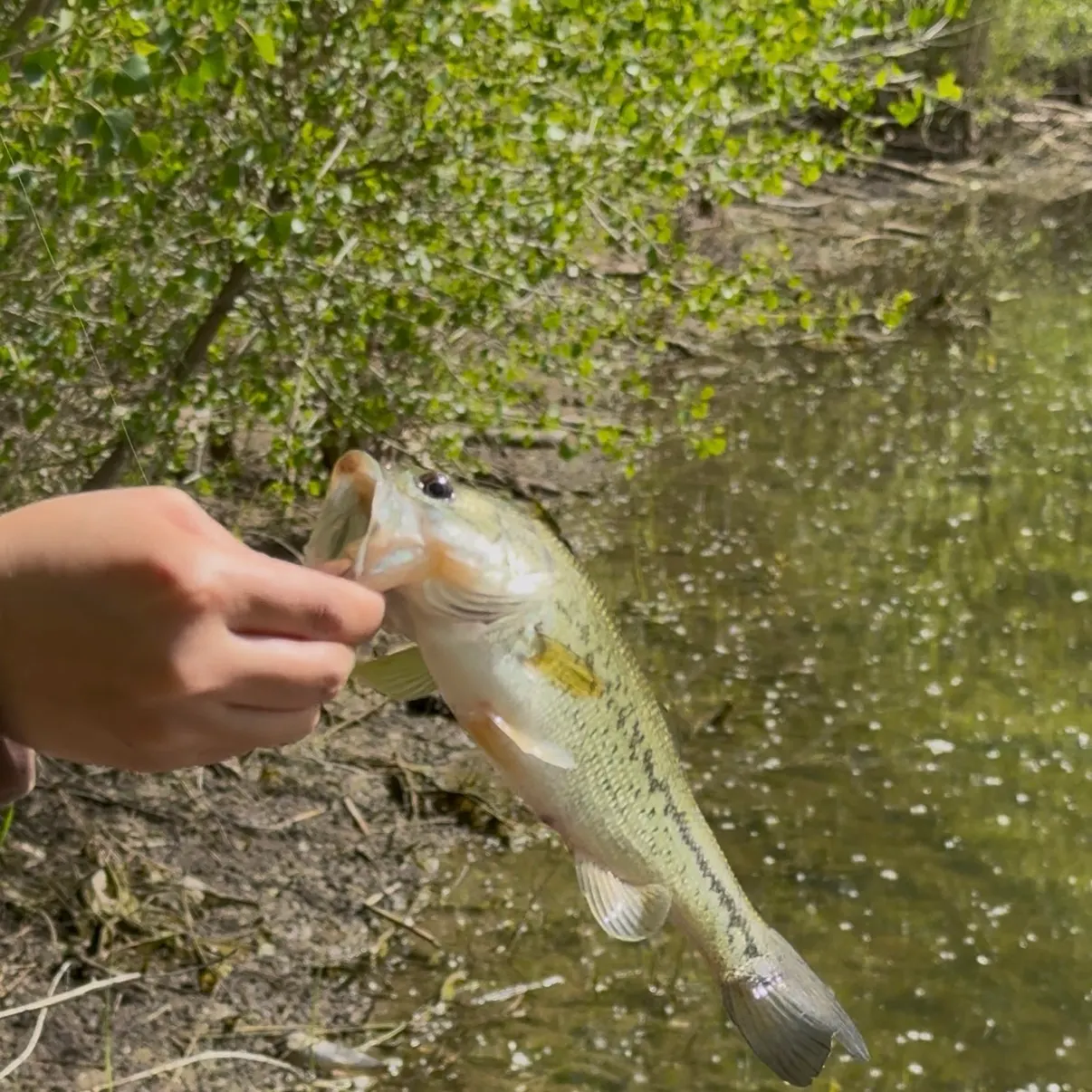 The most recent Spotted bass catches on Fishbrain
