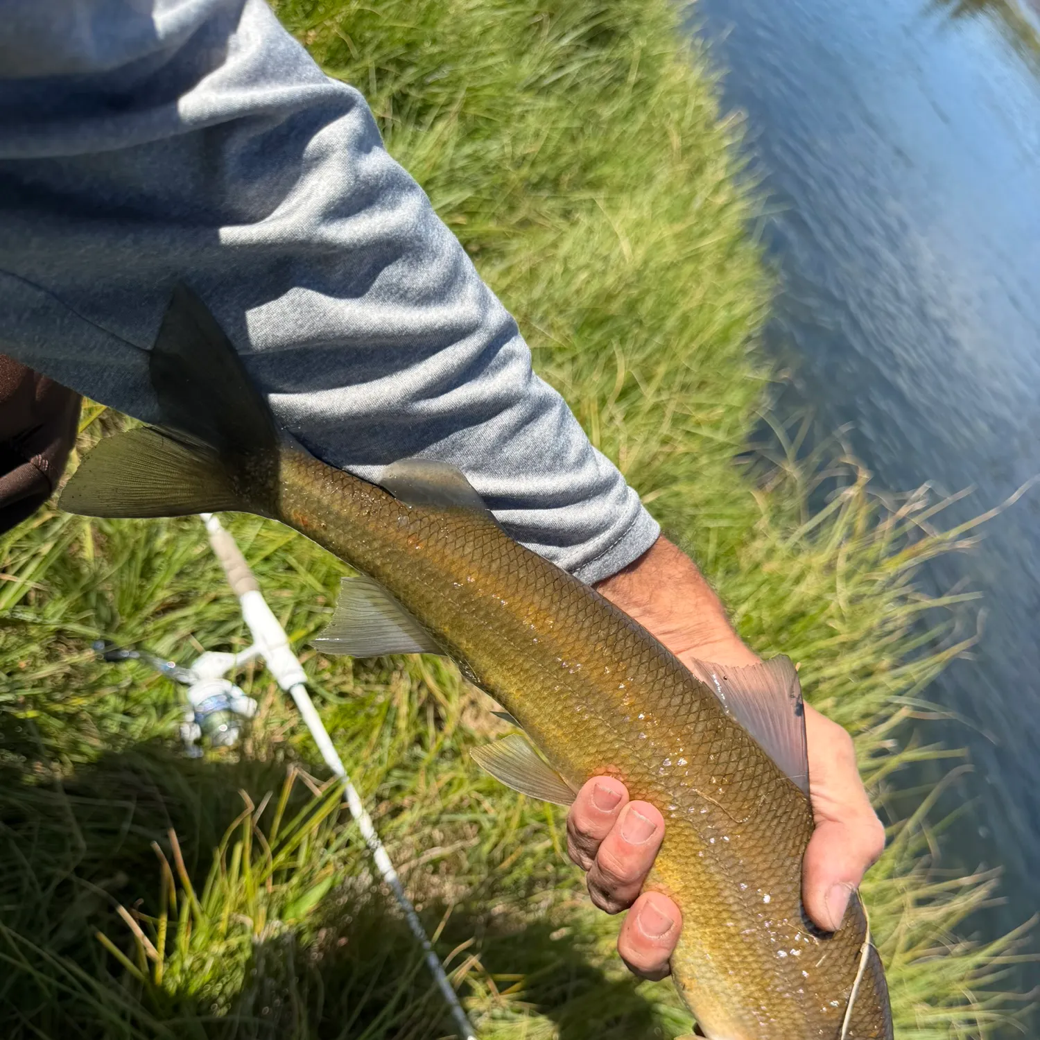 The most recent Mountain whitefish catches on Fishbrain