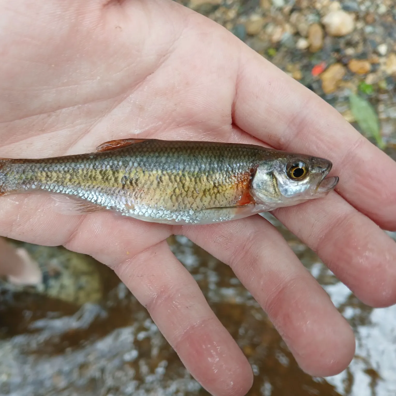 The most recent Redside dace catches on Fishbrain