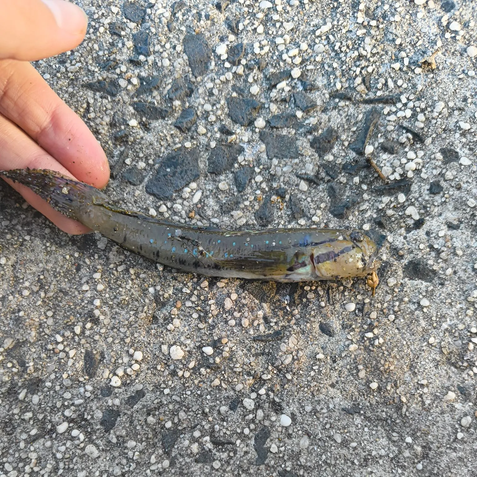 The most recent Bigmouth goby catches on Fishbrain