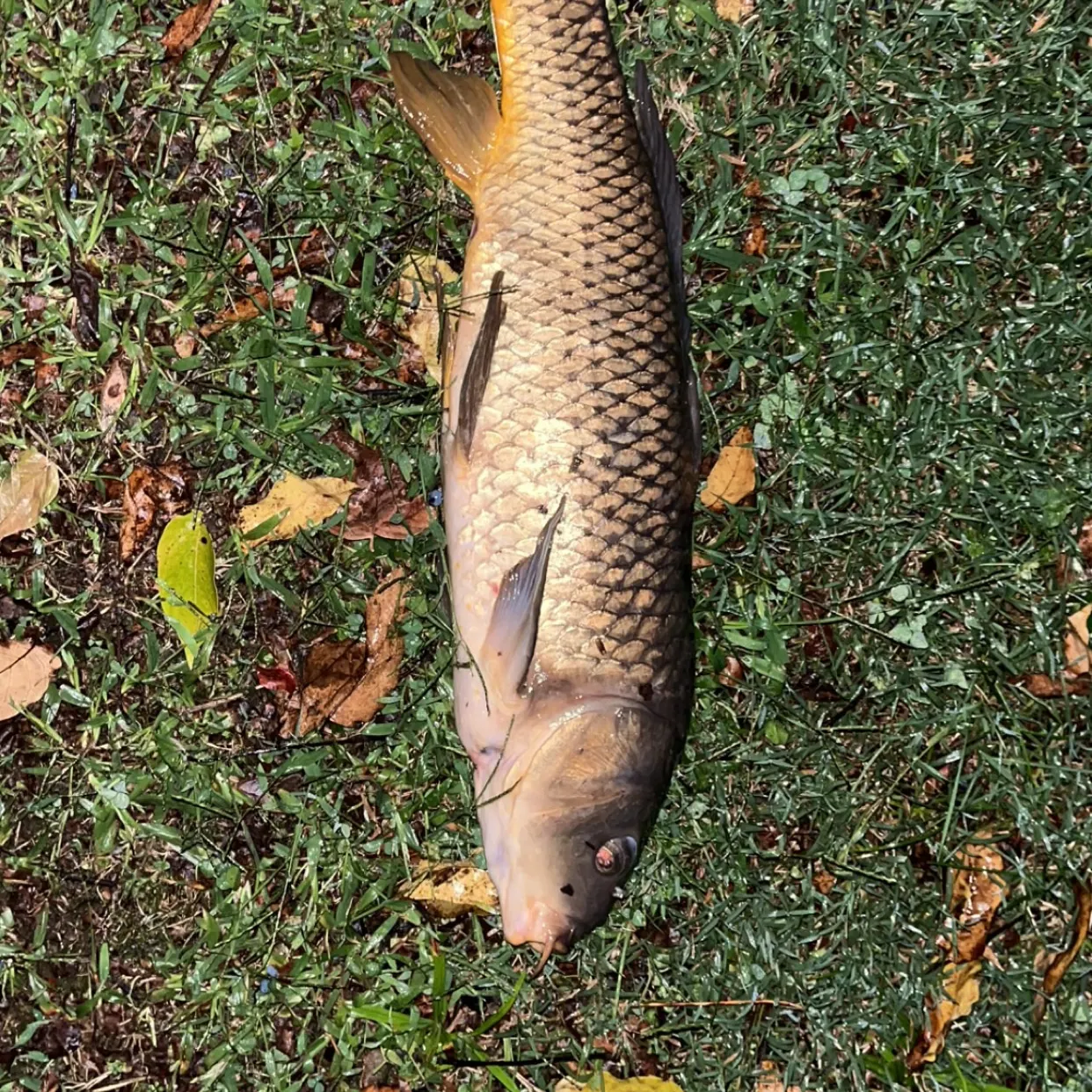 Common carp caught on Fishbrain