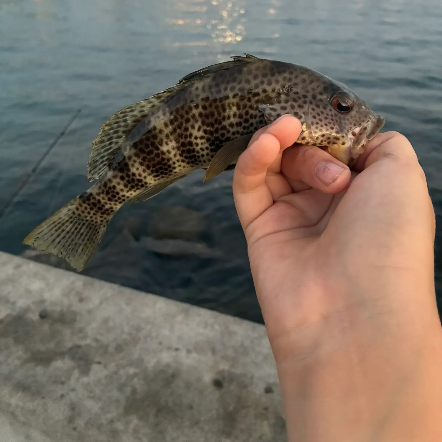 Spotted sand bass caught on Fishbrain