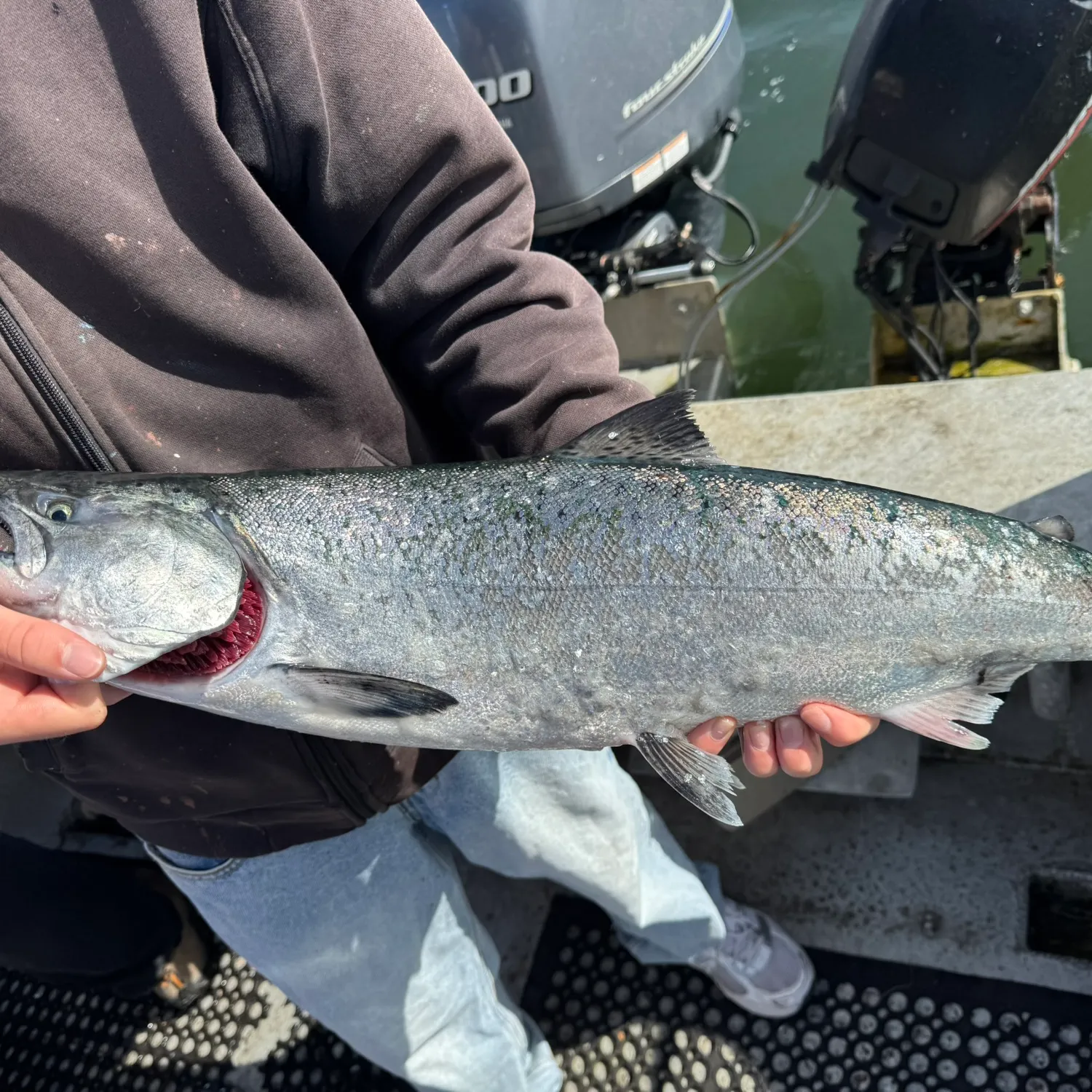 Chinook salmon caught on Fishbrain