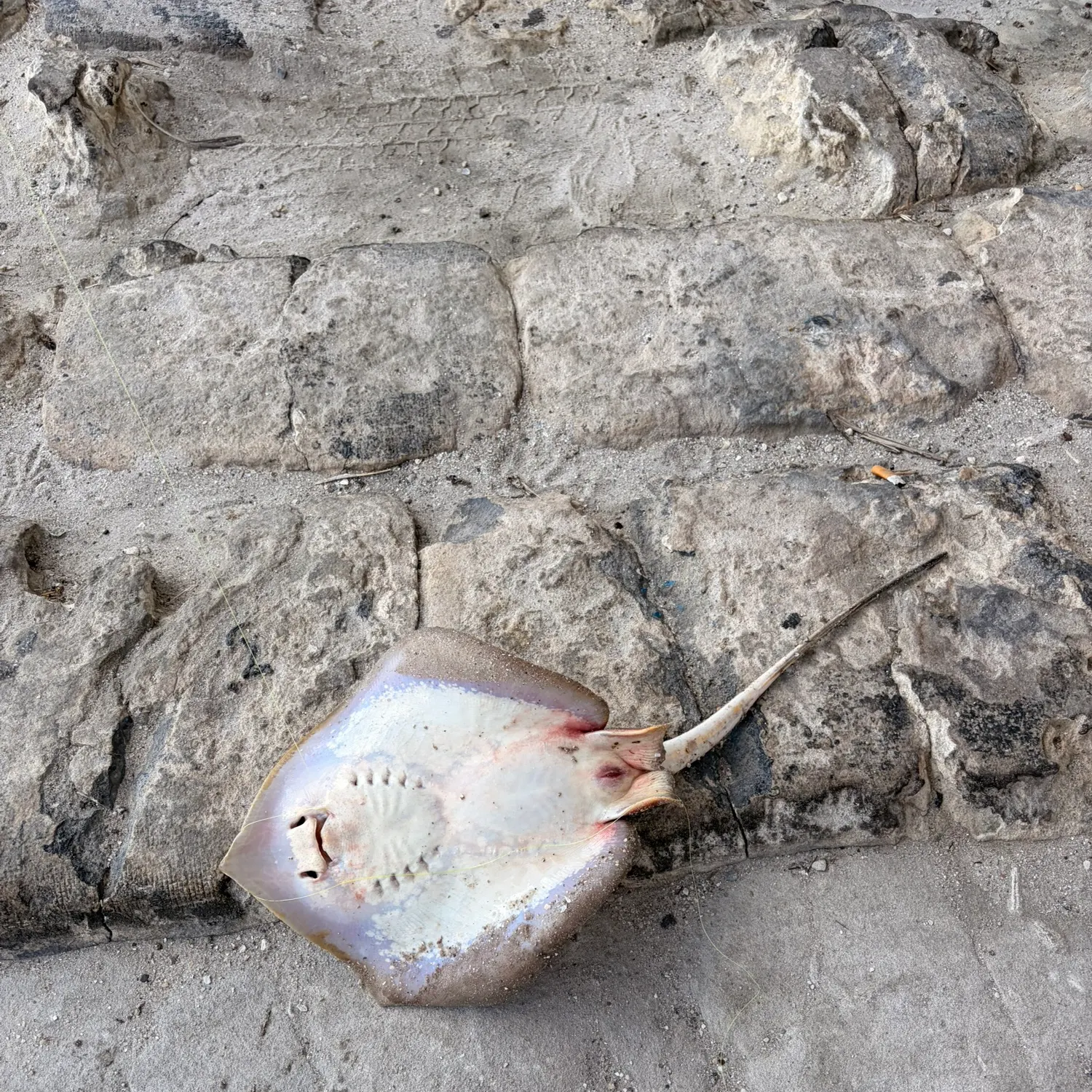 The most recent Sepia stingray catches on Fishbrain