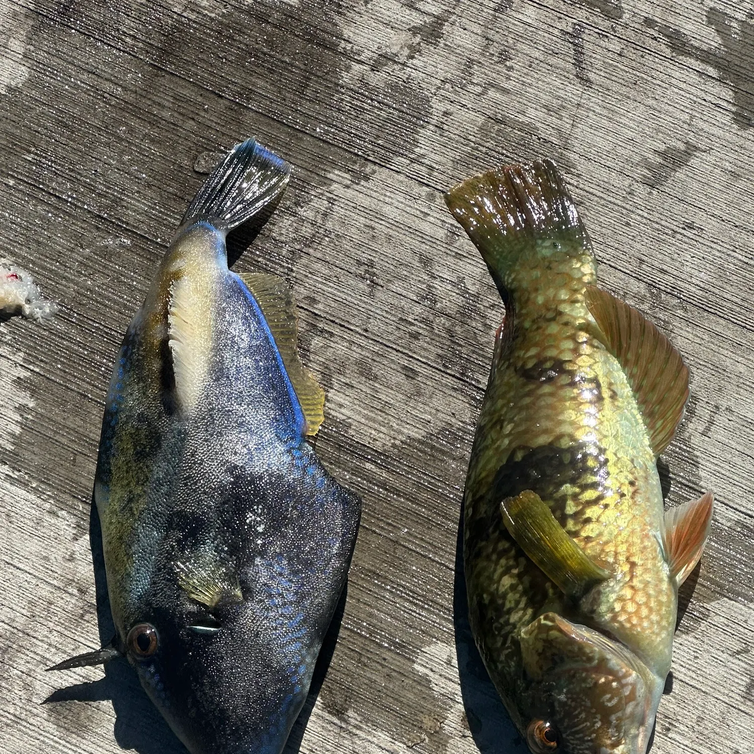 The most recent Blue-throated wrasse catches on Fishbrain