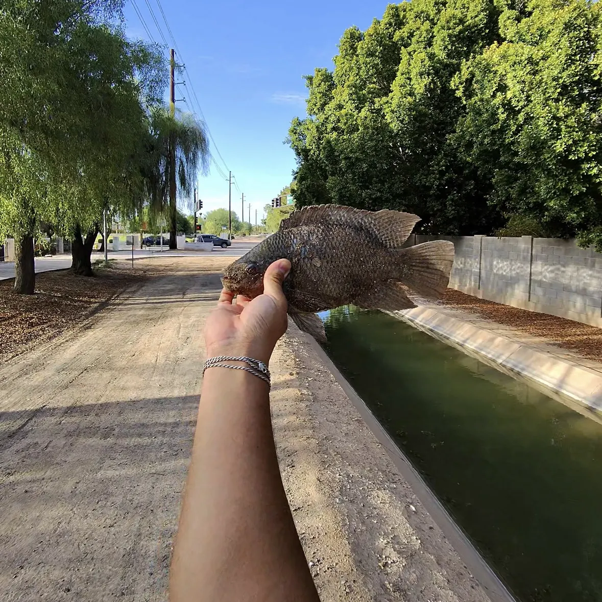 The most recent Nile tilapia catches on Fishbrain