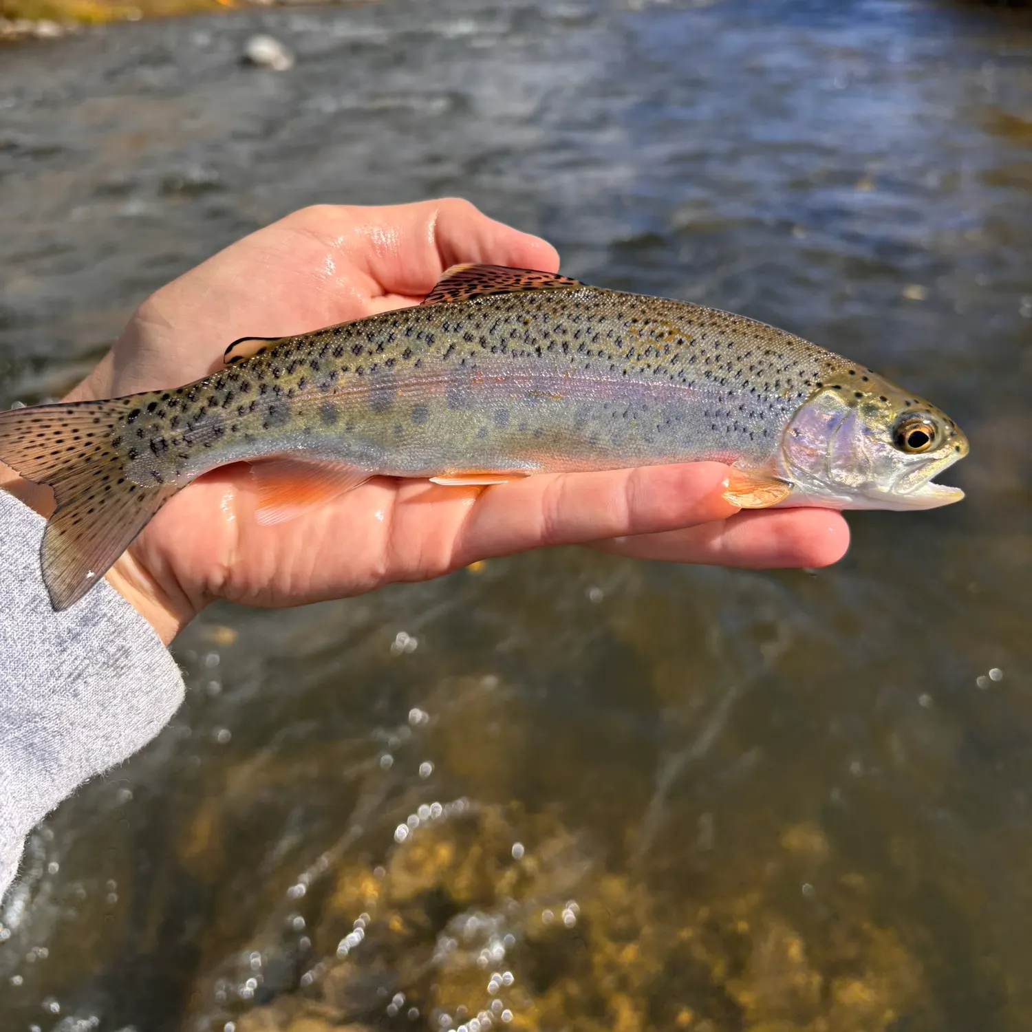 Rainbow trout caught on Fishbrain