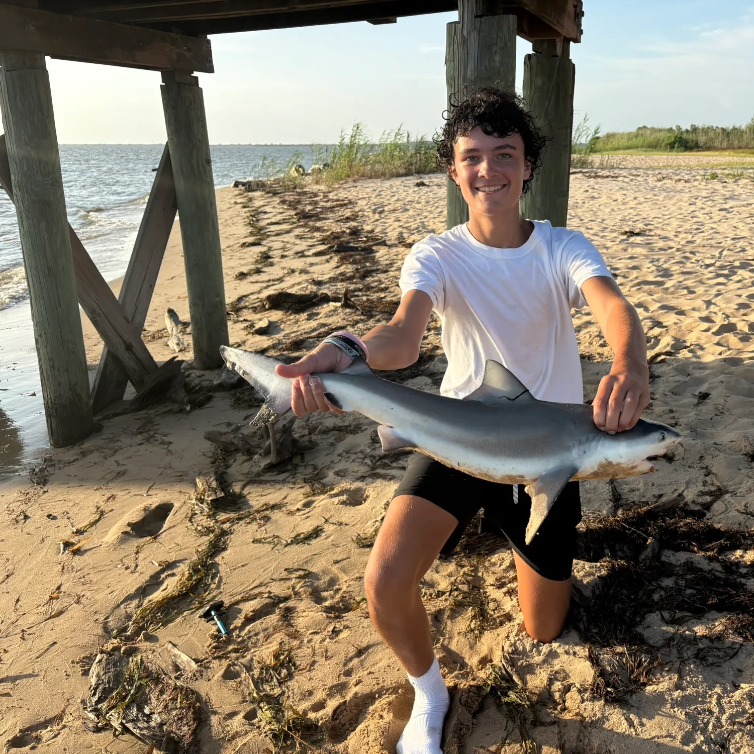 The most recent Blacktip shark catches on Fishbrain
