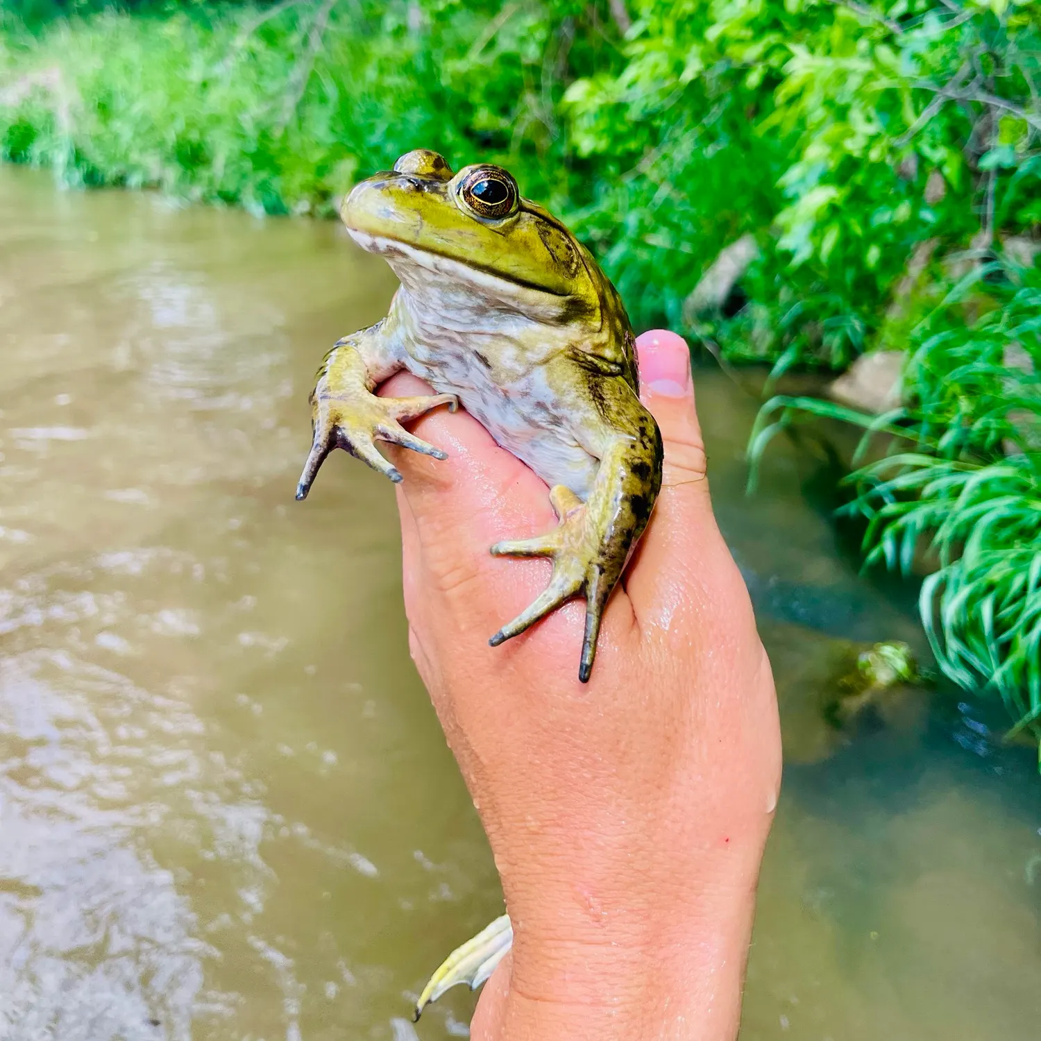 American bullfrog caught on Fishbrain