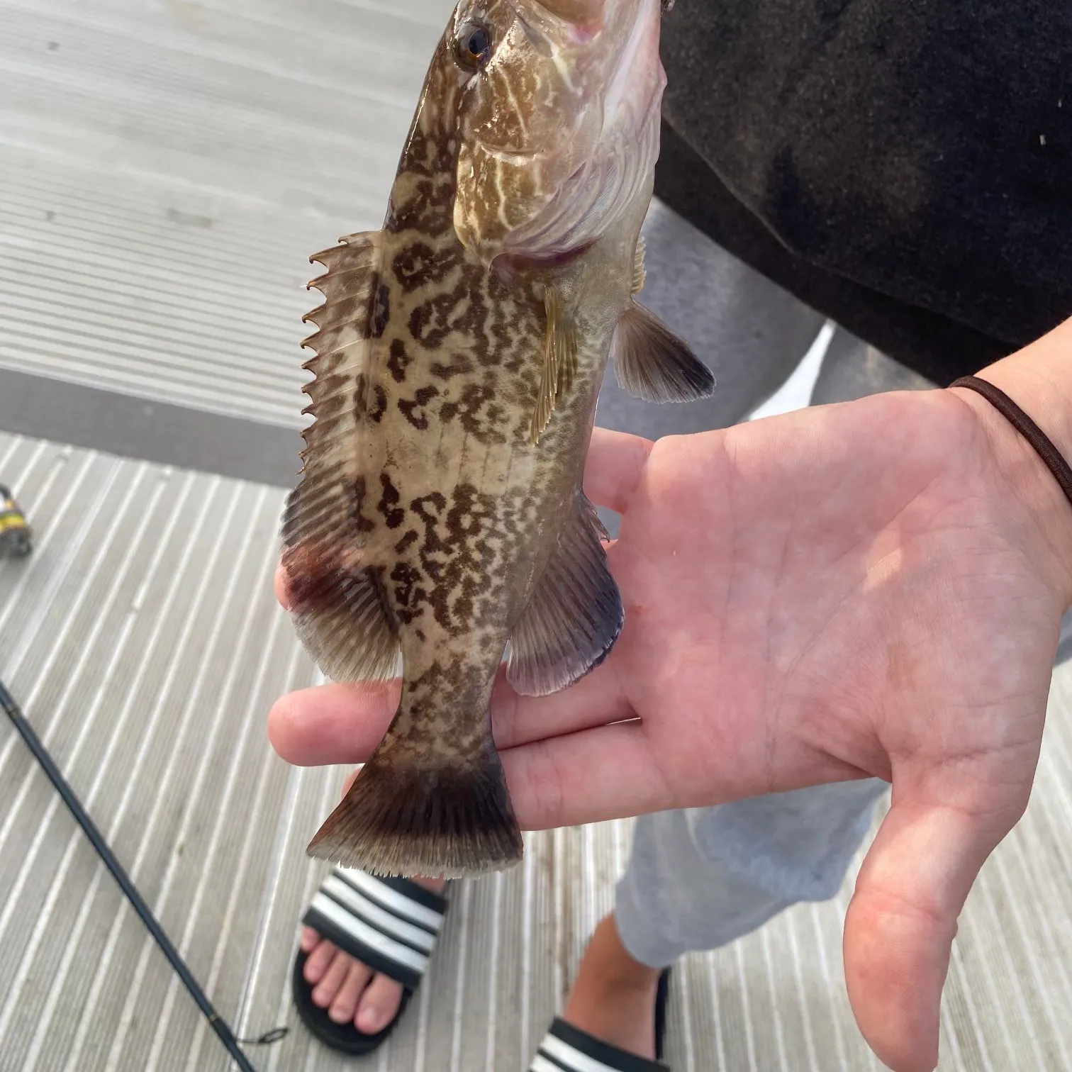 The most recent Gag grouper catches on Fishbrain