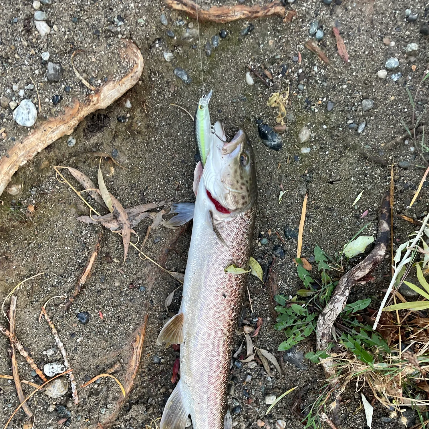 Tiger trout caught on Fishbrain
