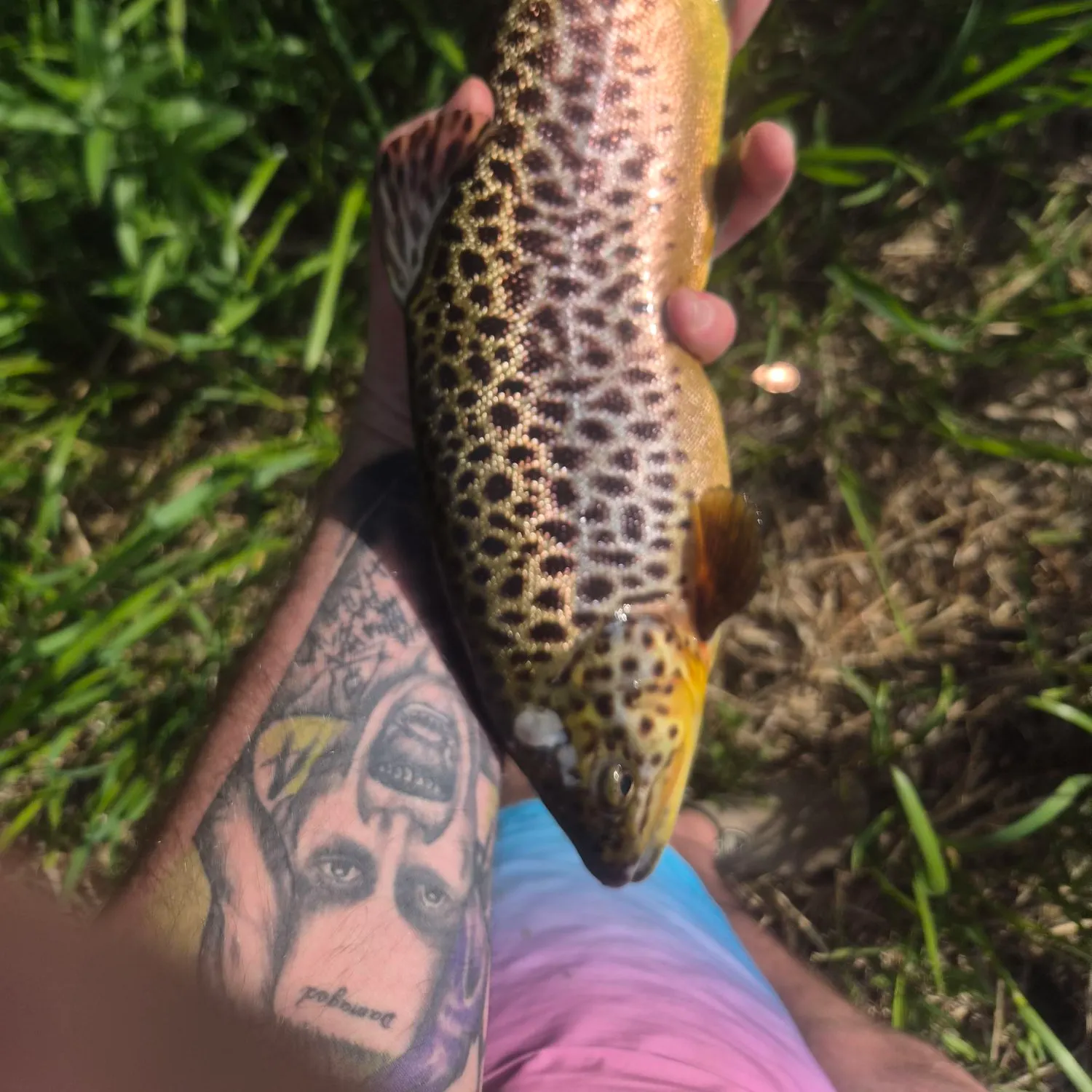 Tiger trout caught on Fishbrain