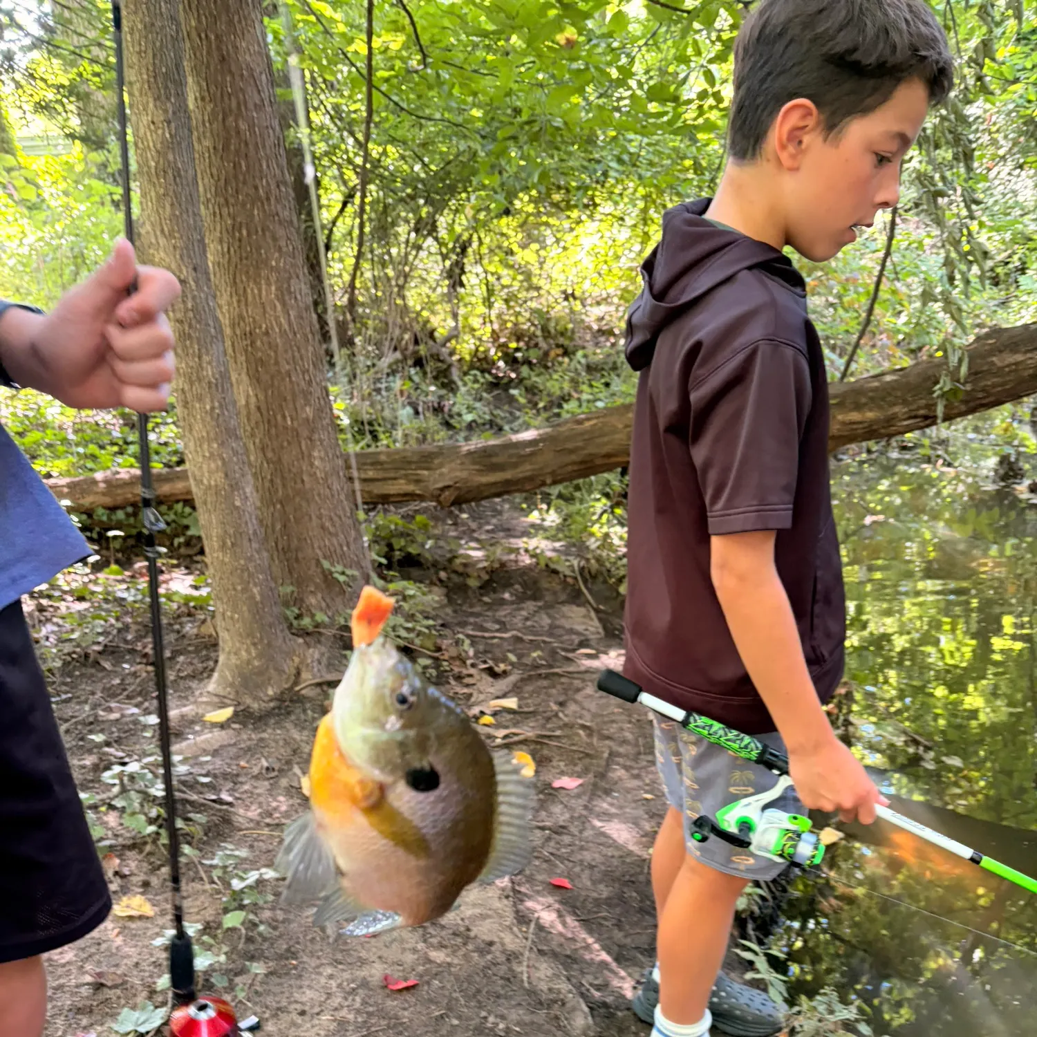Bluegill caught on Fishbrain