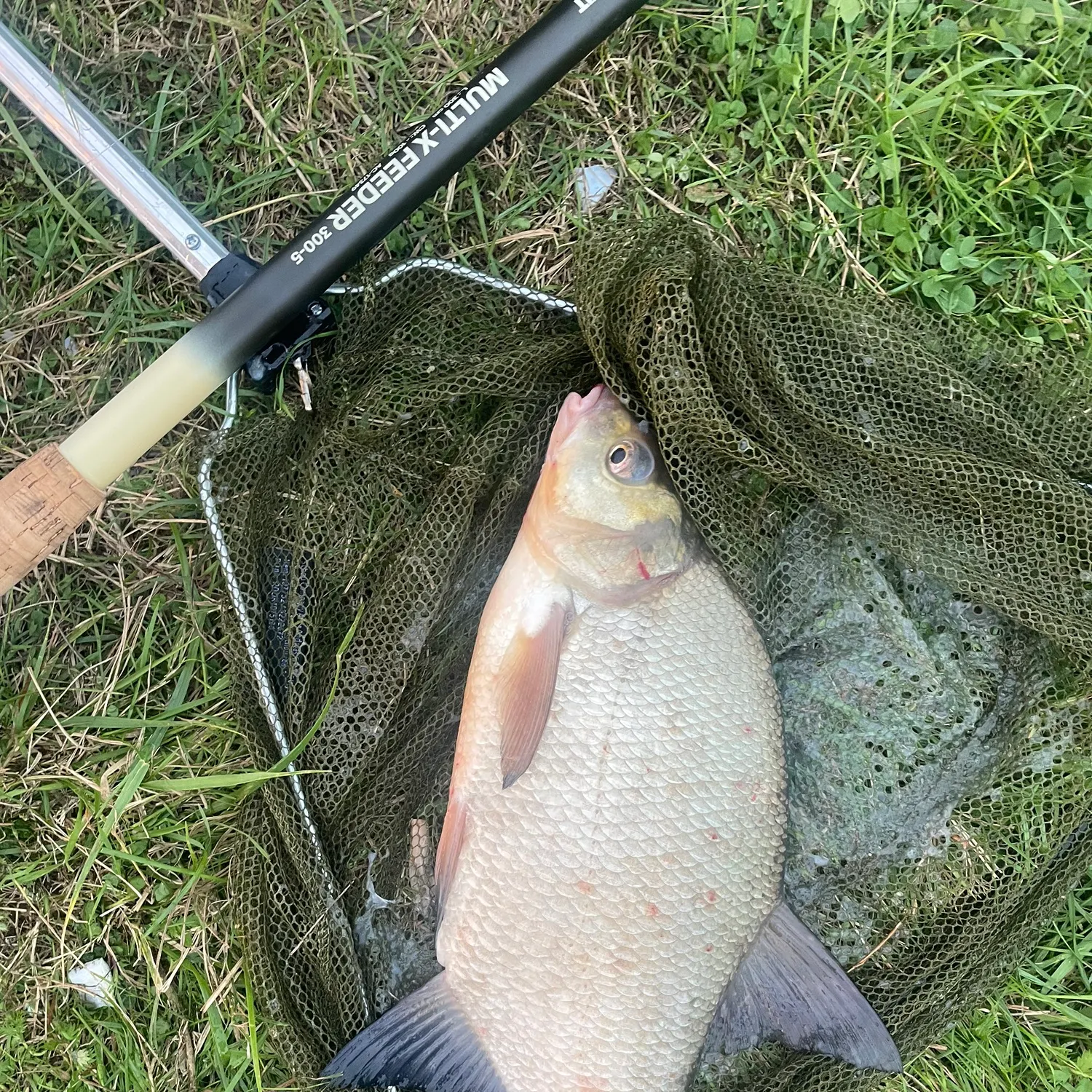 Common bream caught on Fishbrain