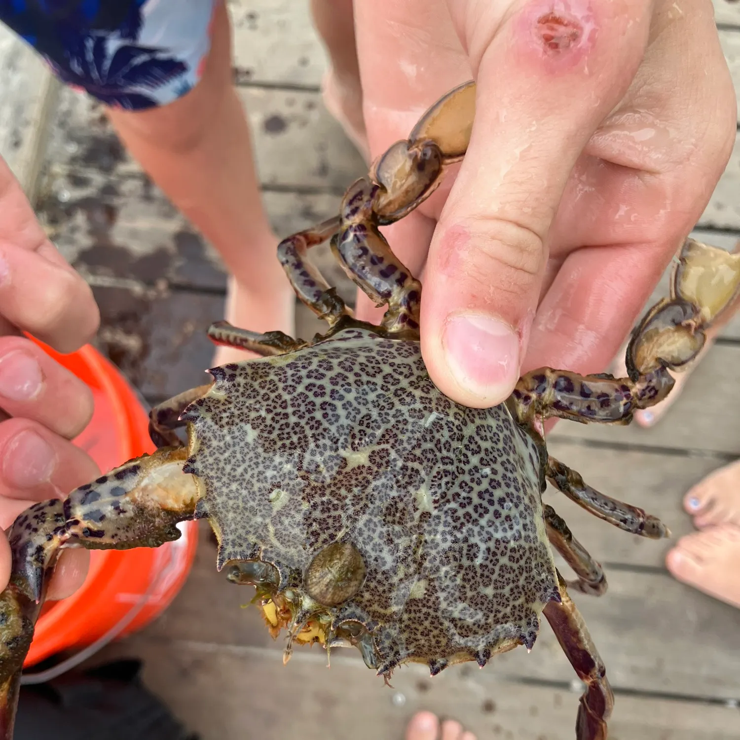 The most recent Dungeness crab catches on Fishbrain
